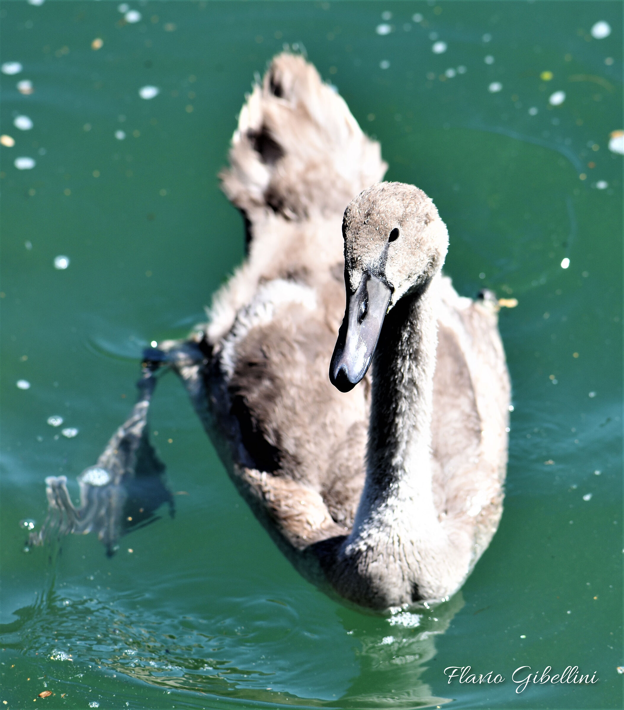 Sono davvero un brutto anatroccolo?