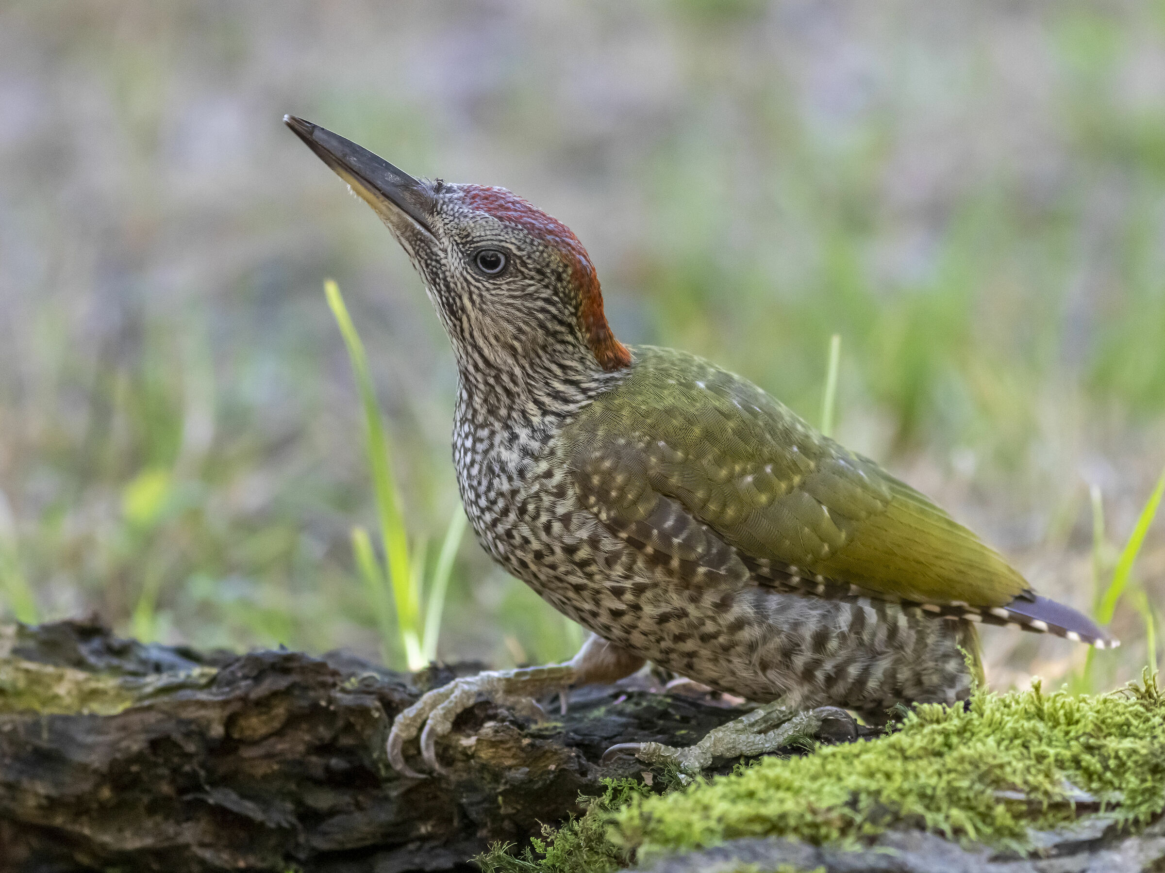 Giovane picchio verde