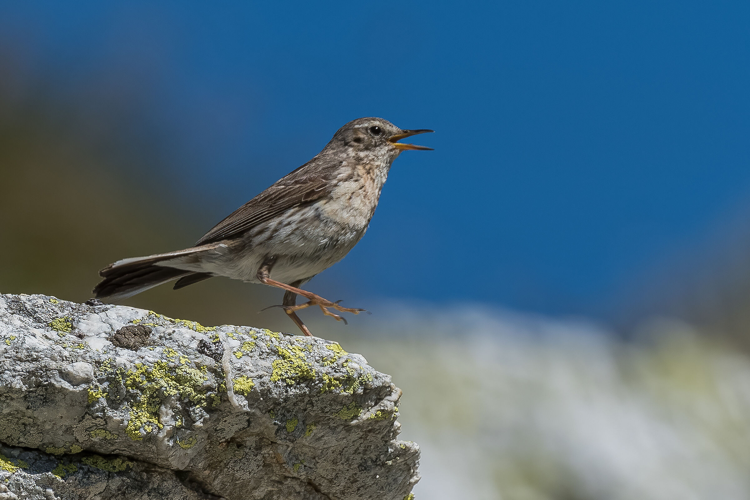 Tra le rocce (spioncello)