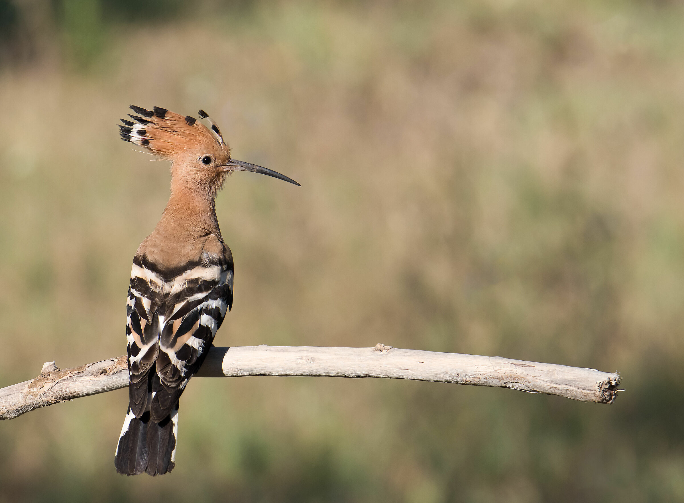 Hoopoe