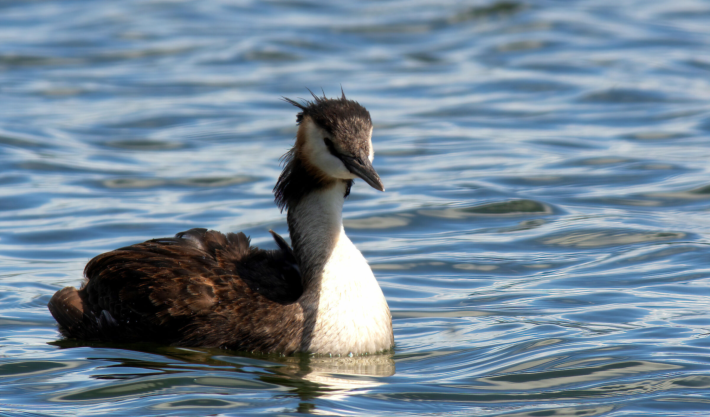 Podiceps elegance