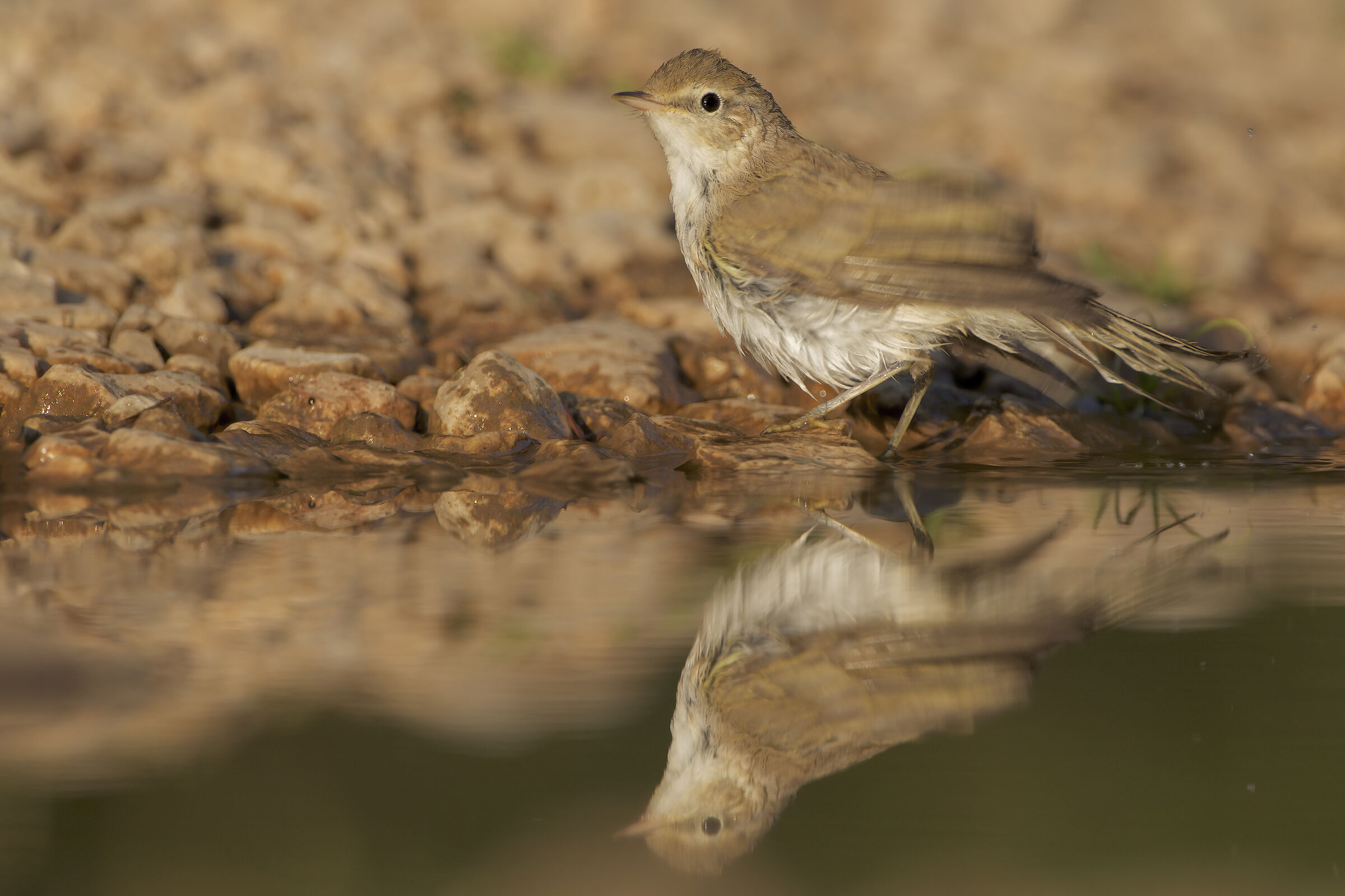 Il Luì bianco fa vibrare le ali