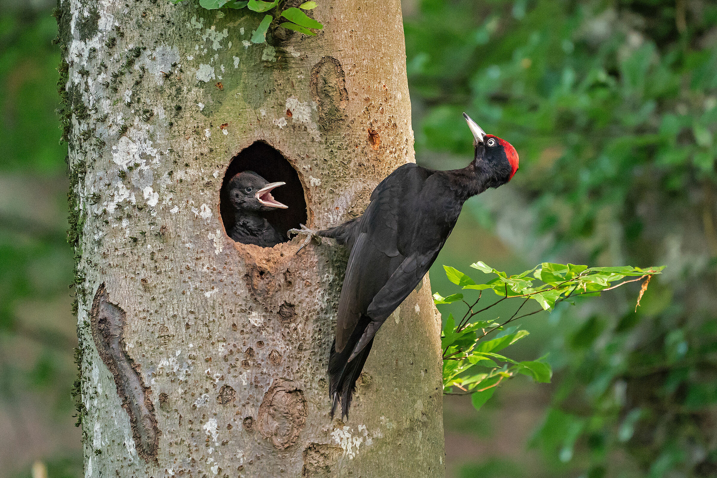 Black woodpecker