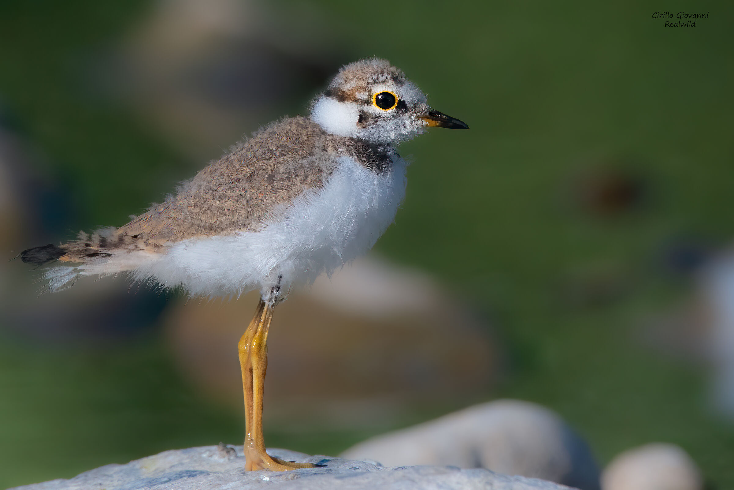 pullo di corriere piccolo