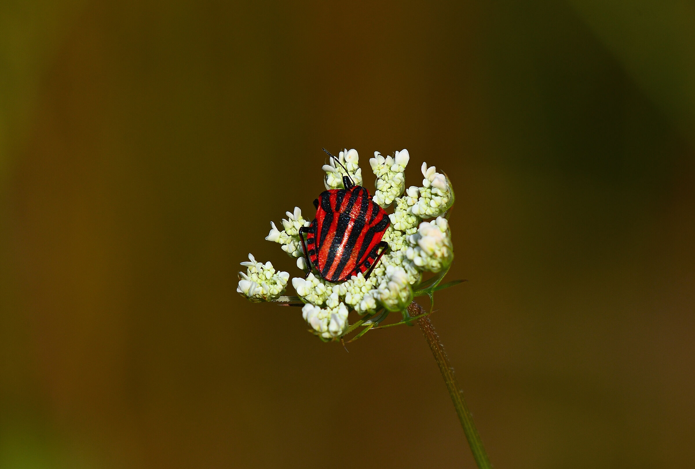 Graphosoma italicum