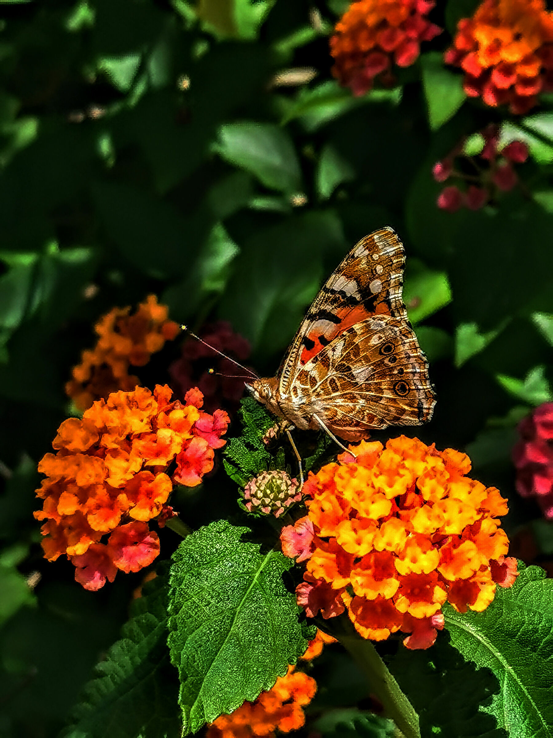 Una farfalla ..lantana
