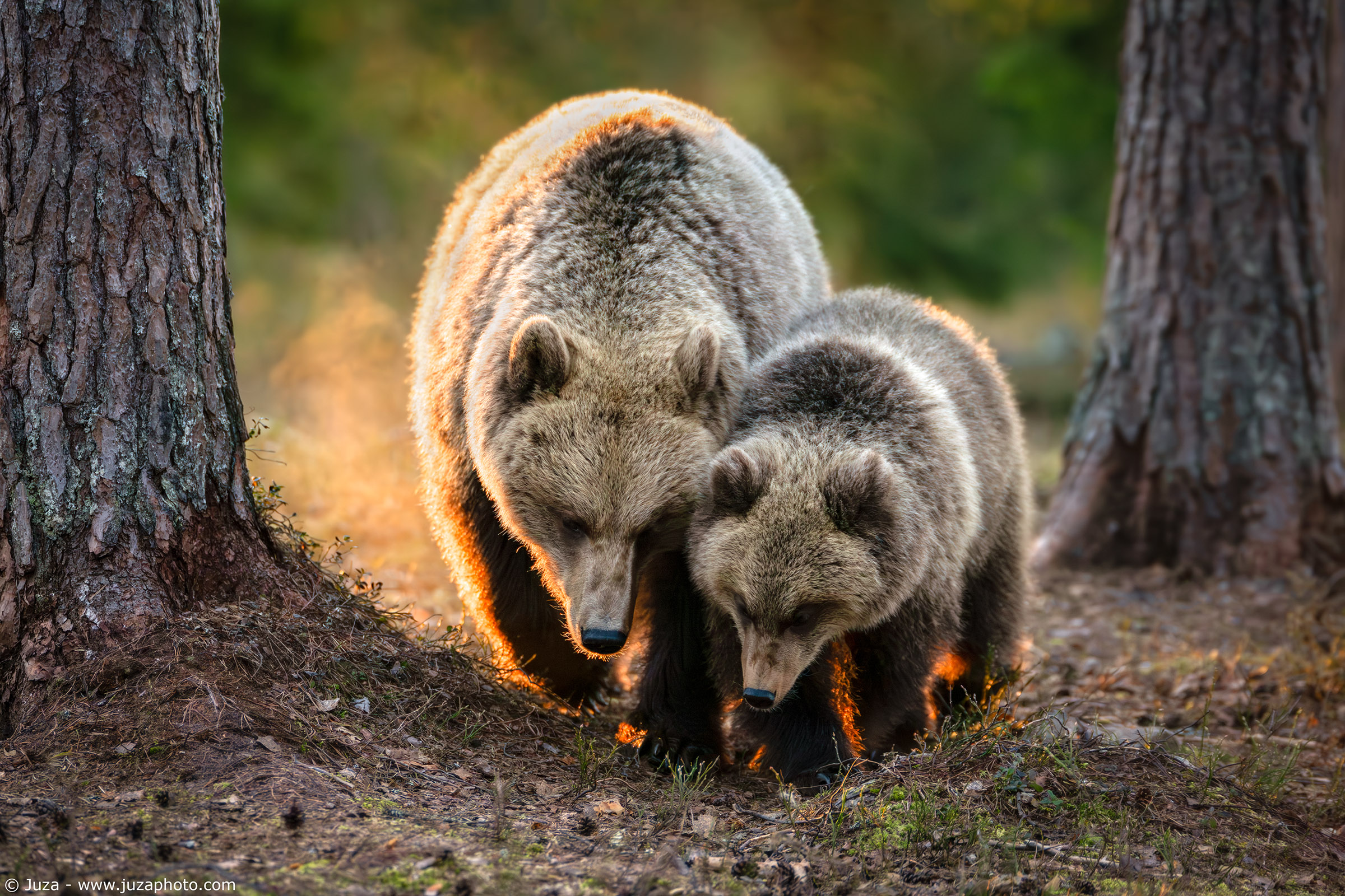 Ursus arctos (Orso Bruno)