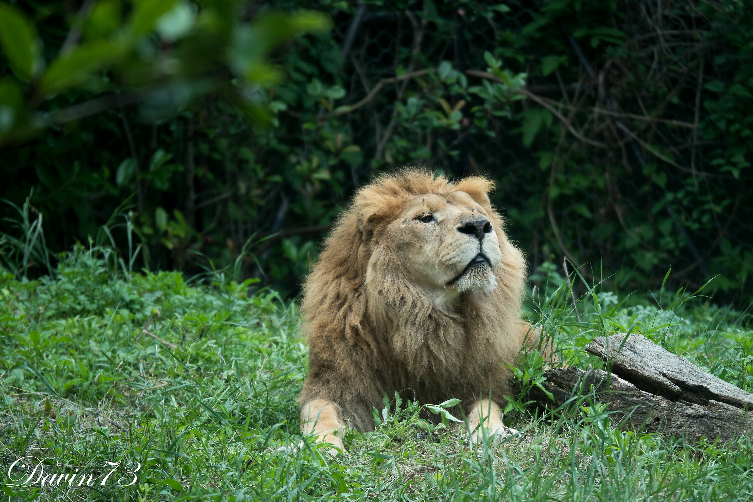 Ji so'lu King