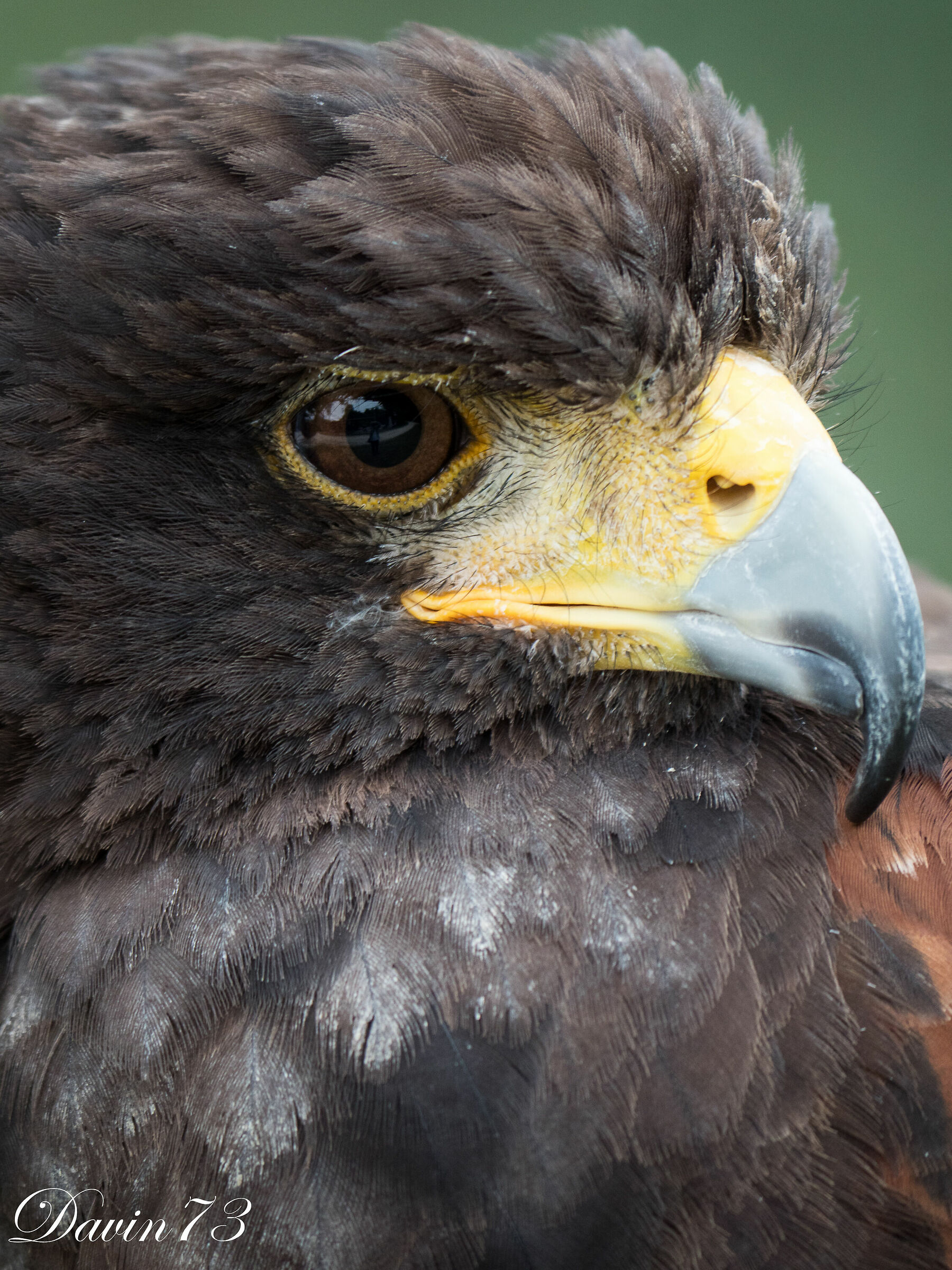 In the eye of the raptor