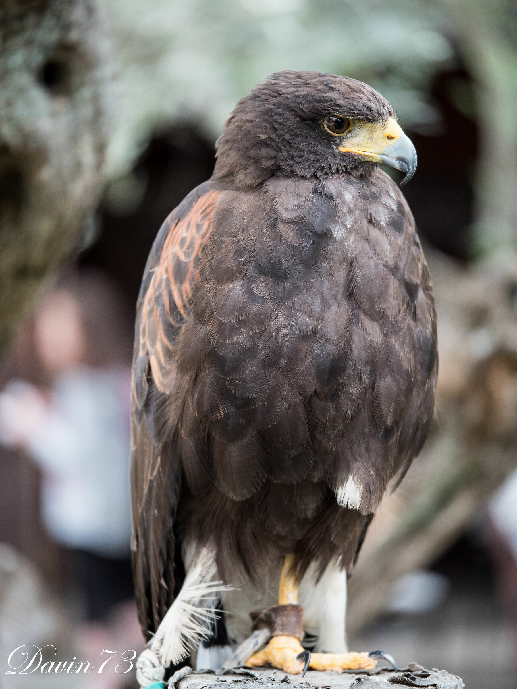 Raptor pose
