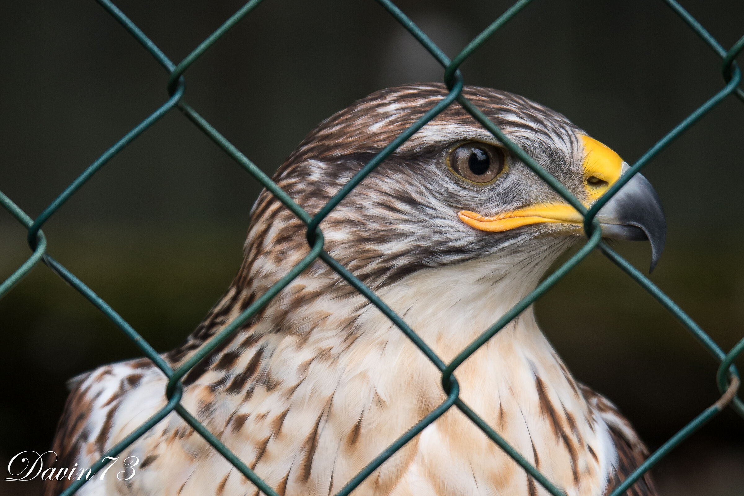 Cage Raptor