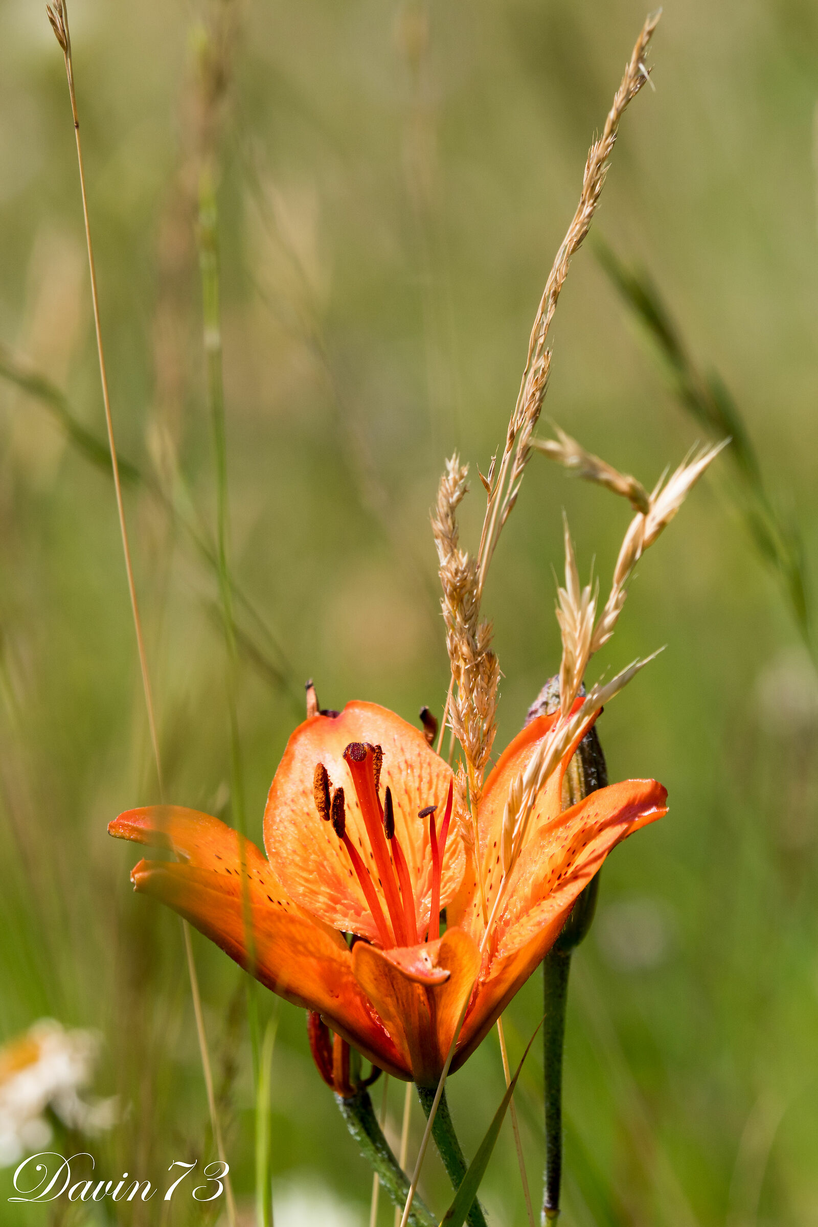 Orange flower, New