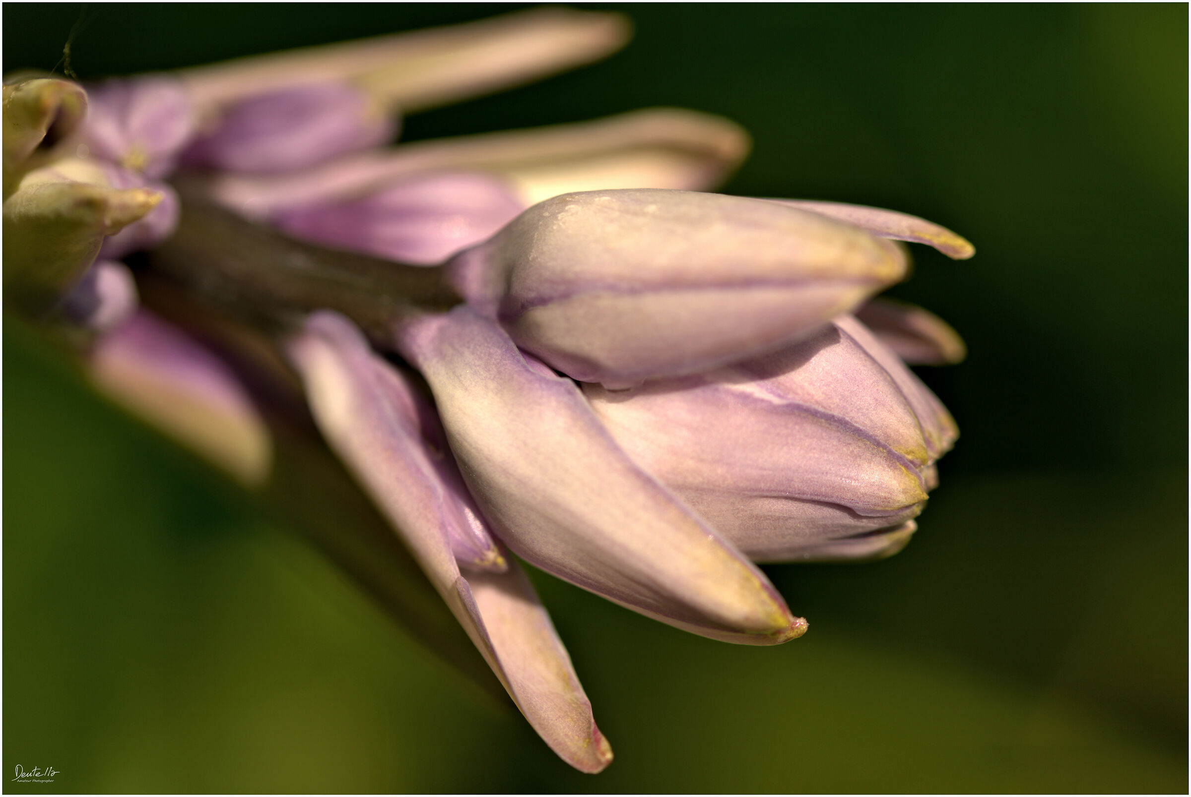 Lilio-hyacinthus tractema