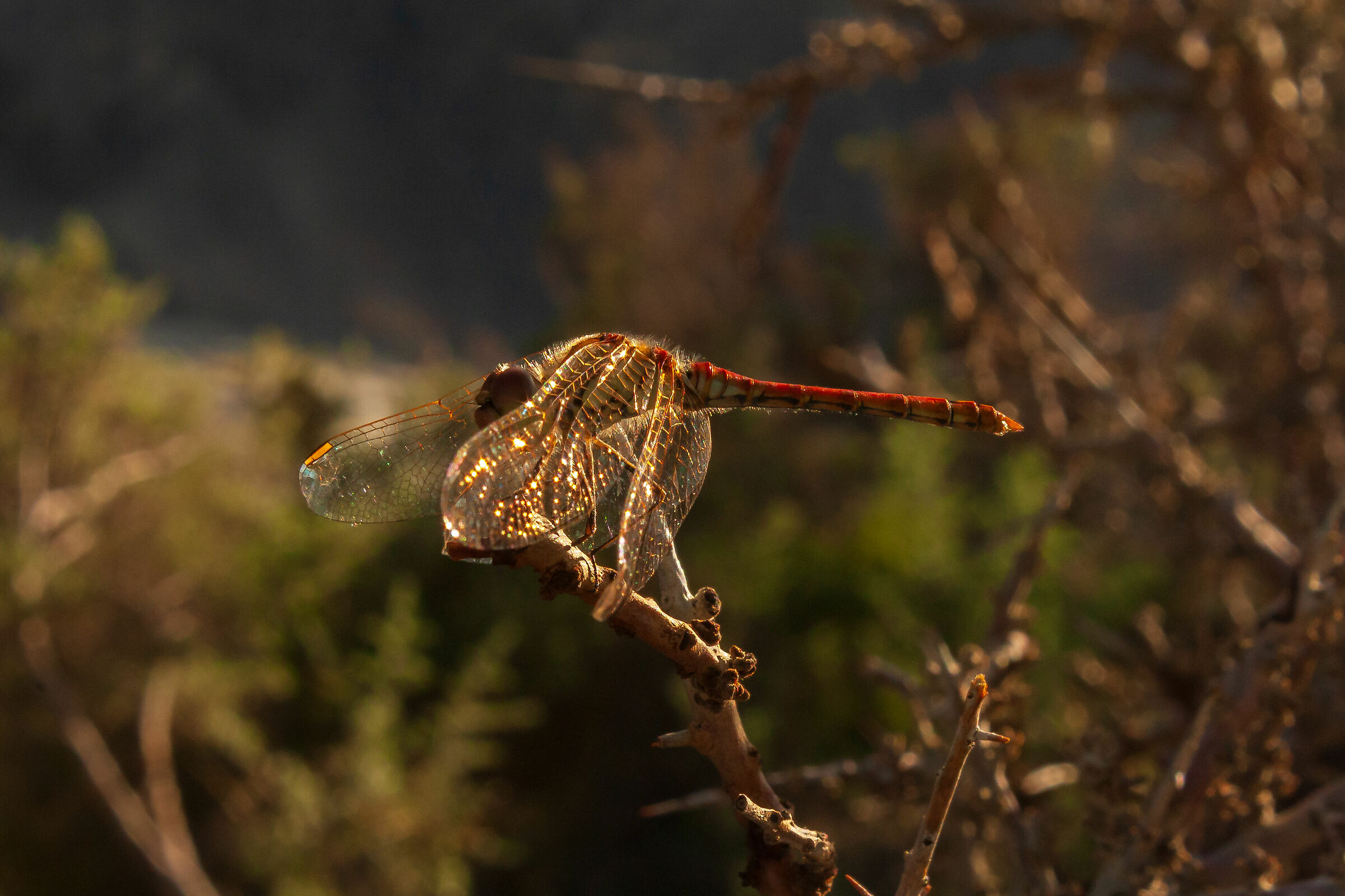 Dragonfly in Nubra Valley