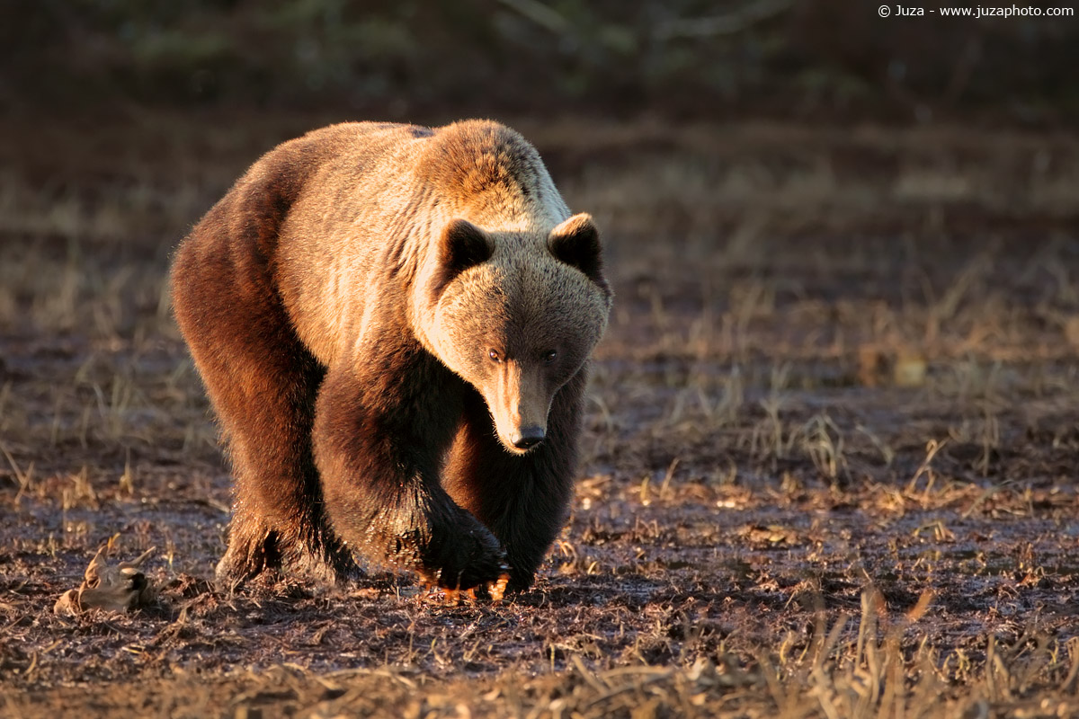 Ursus arctos (Orso Bruno), 009817