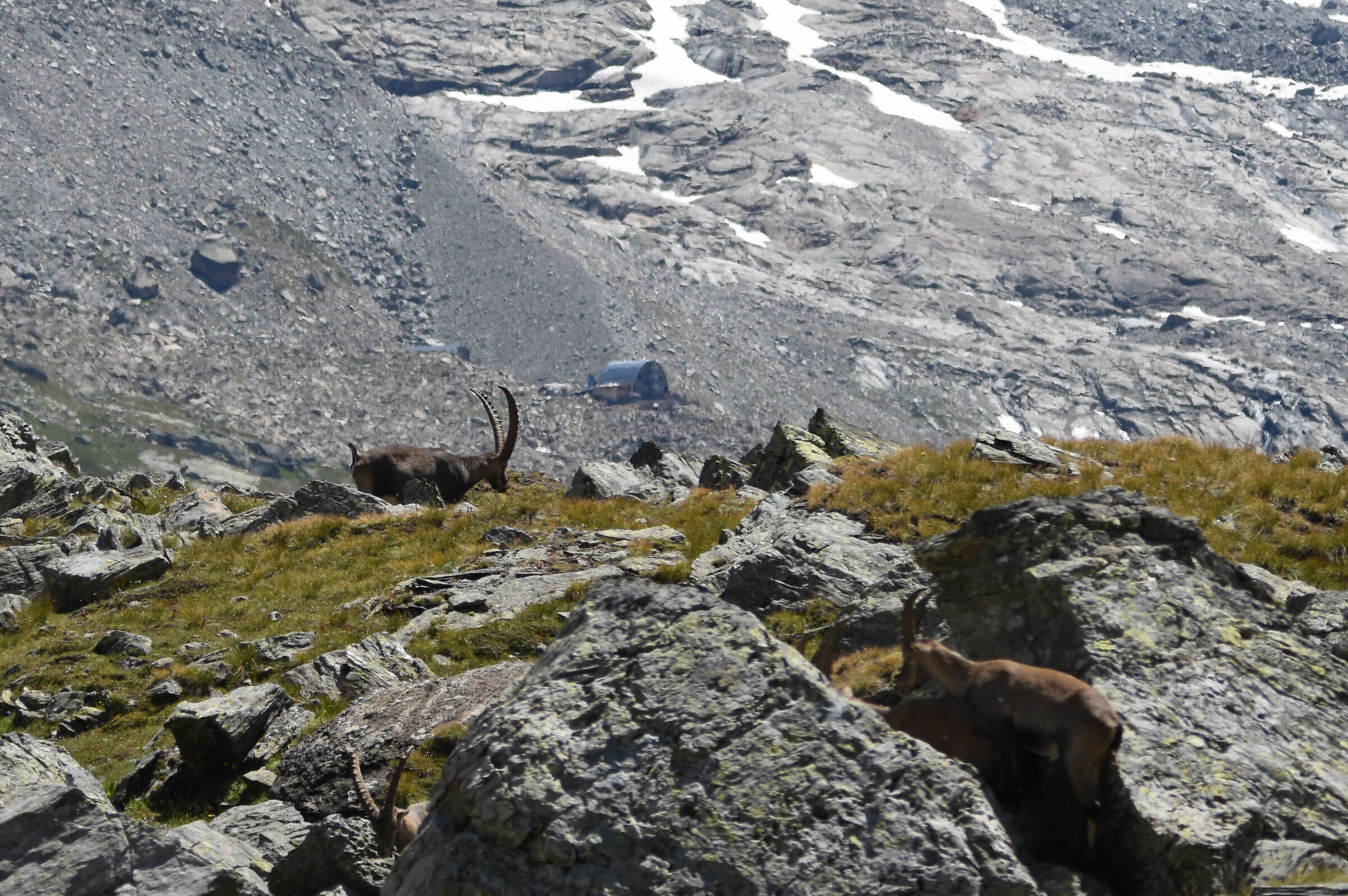 Ref. V.EMANUELE AND IBEX