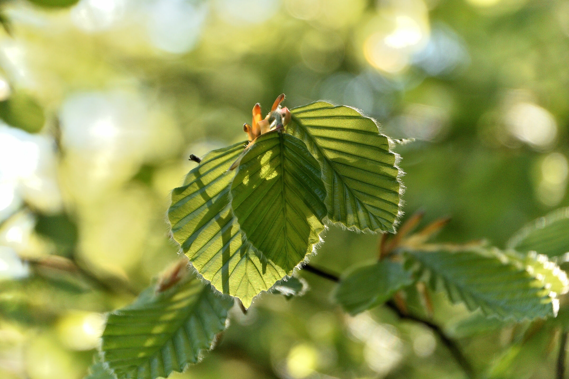 Beech leaves