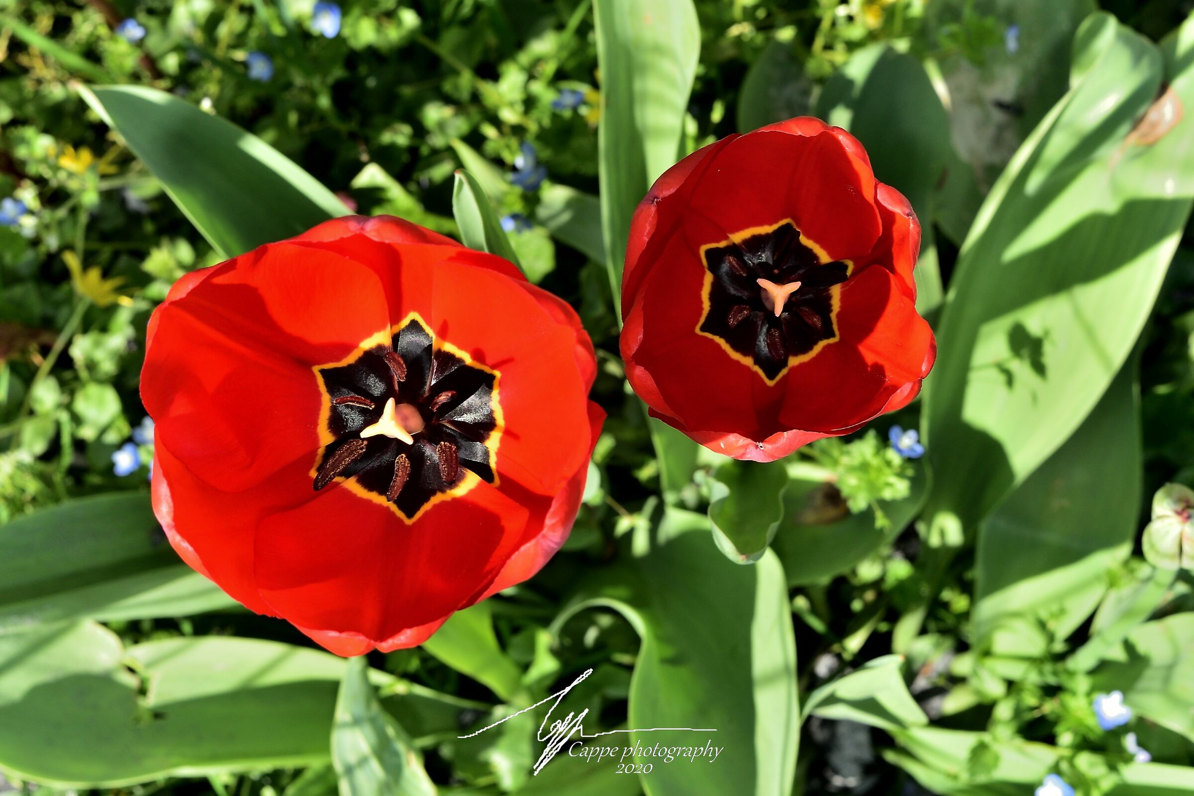 Tulips