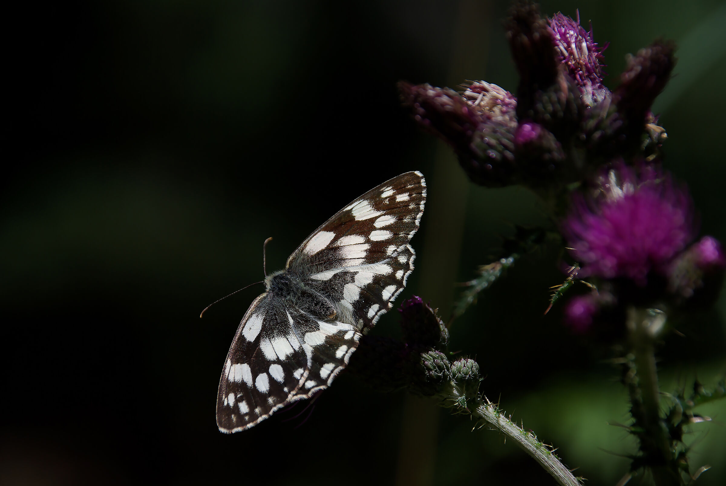 Melanargia galathea