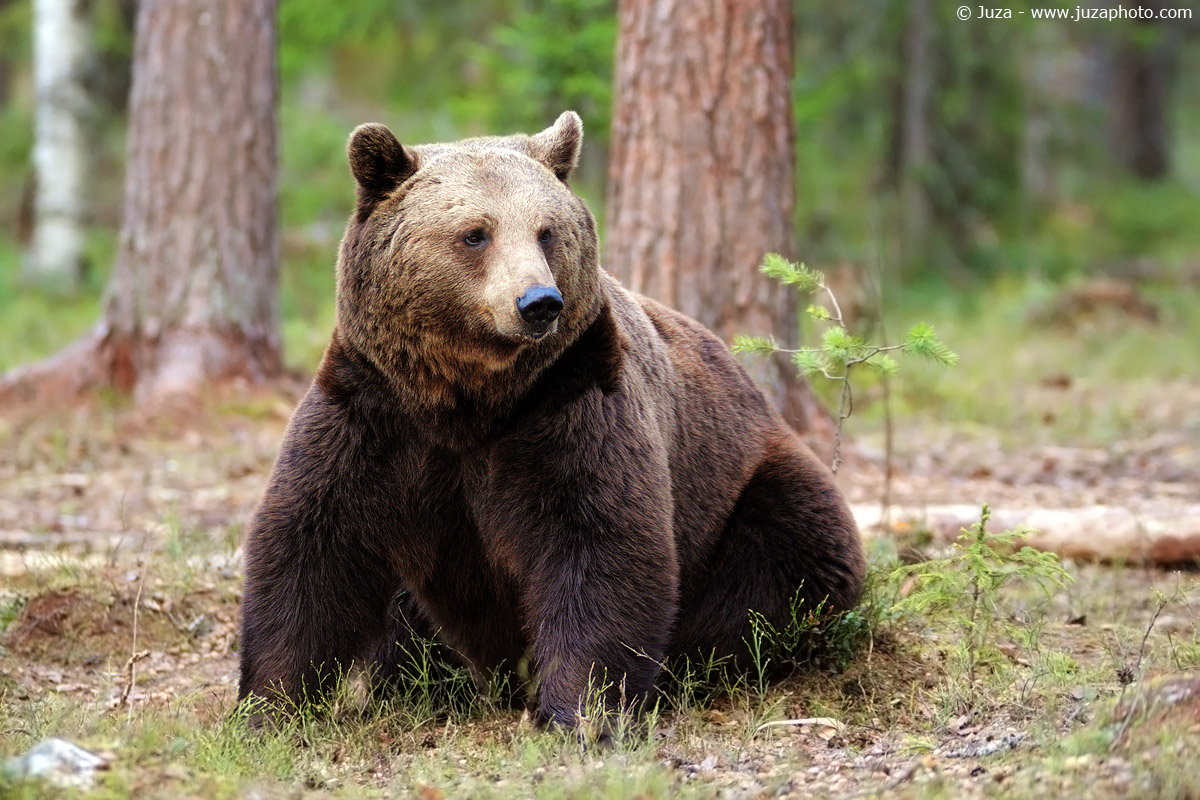 Ursus arctos (Orso Bruno), 009849