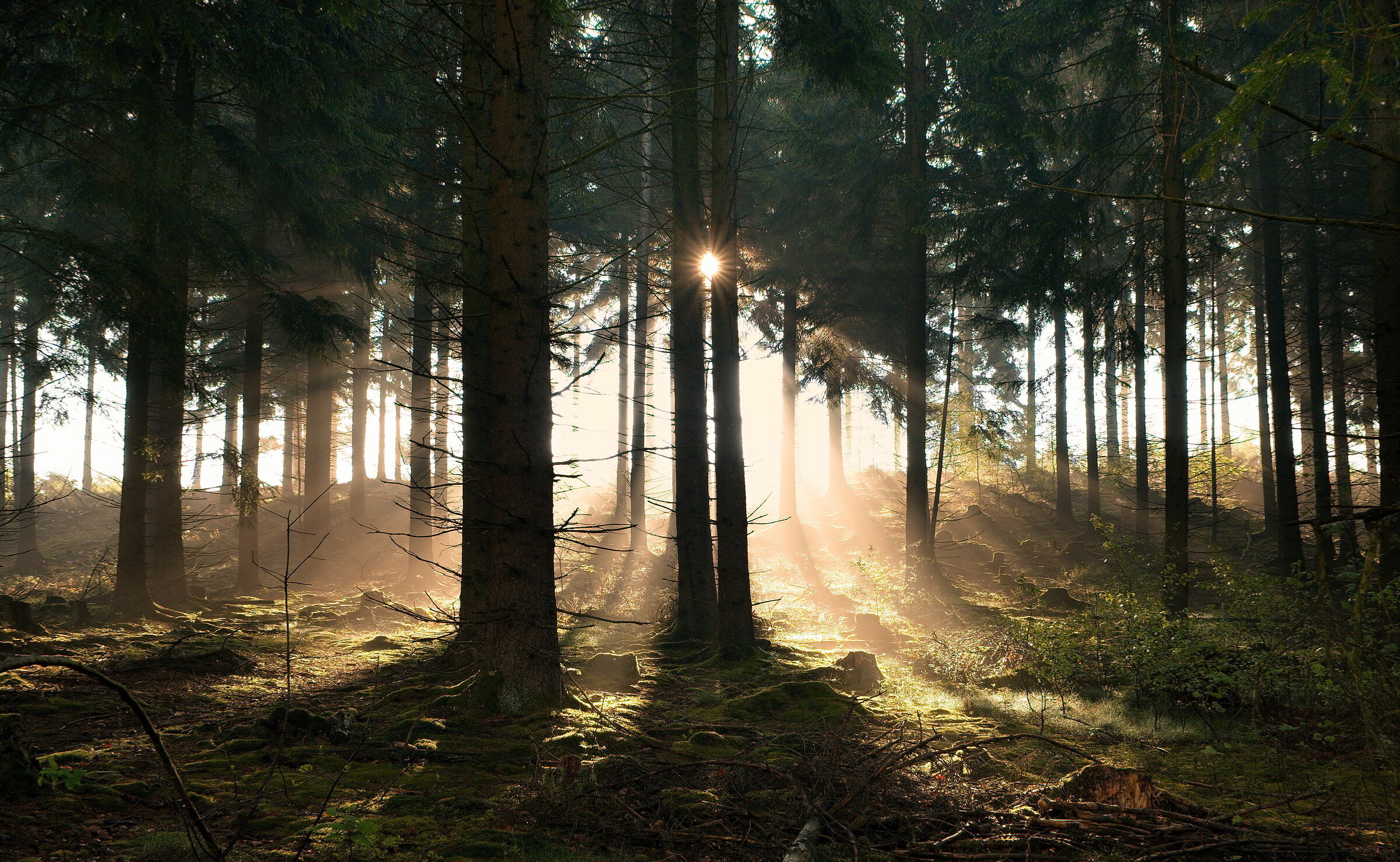sunbeams