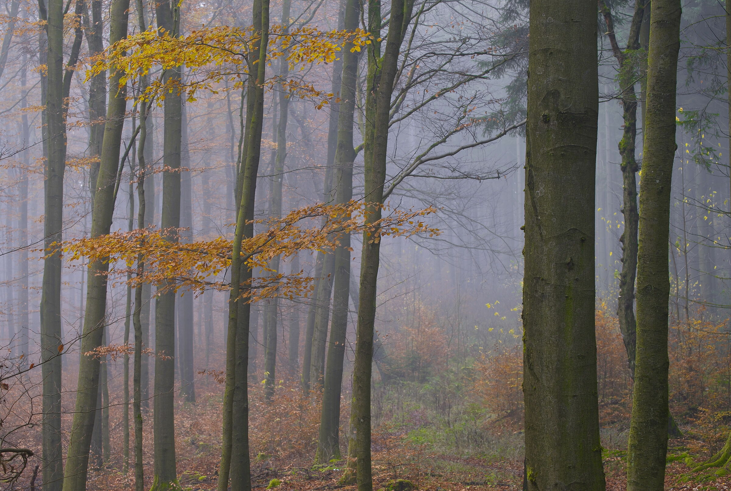 fall in the woods