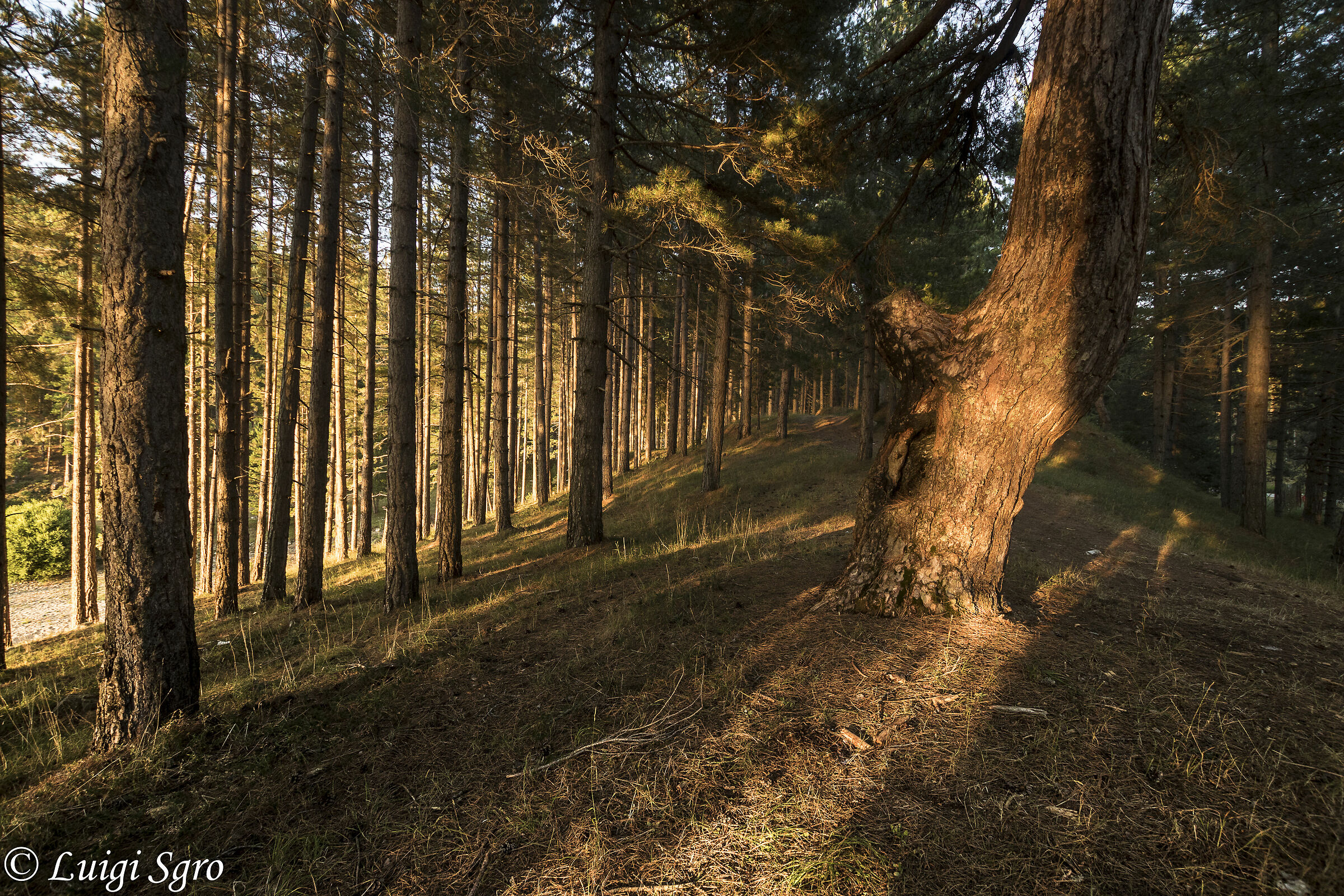 Into the woods