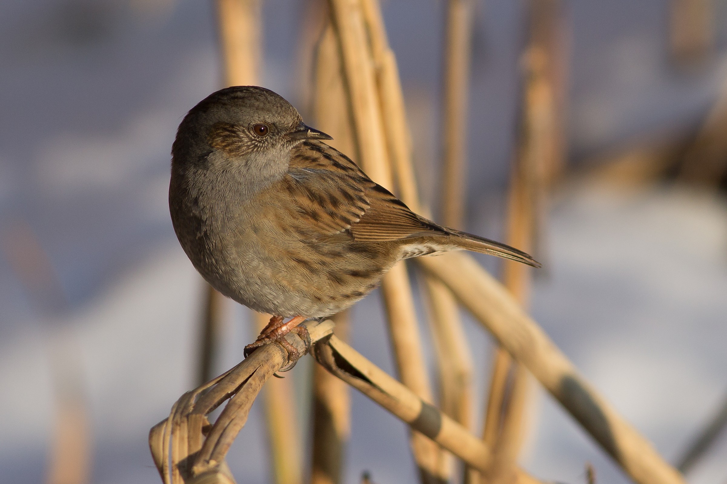 Dunnock