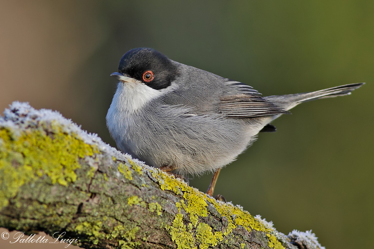 Warbler (Sylvia melanocephala)