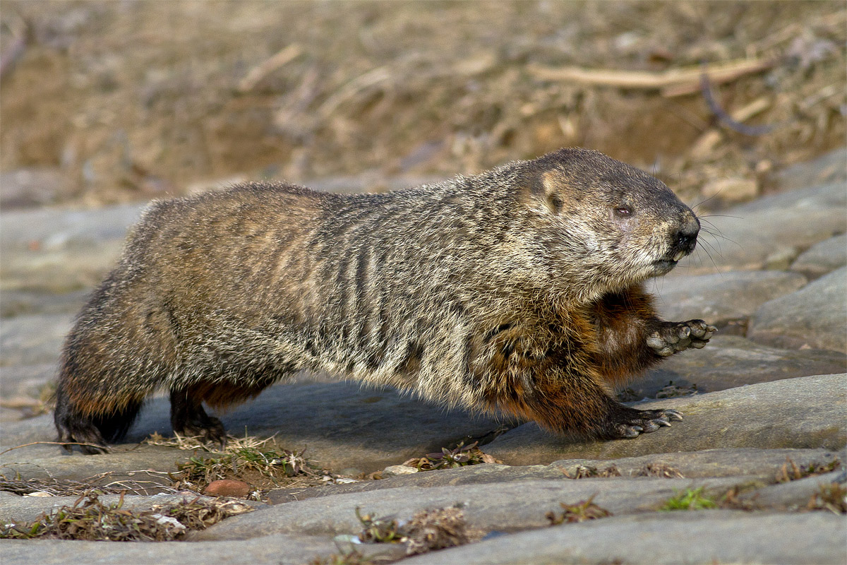 Running Groundhog