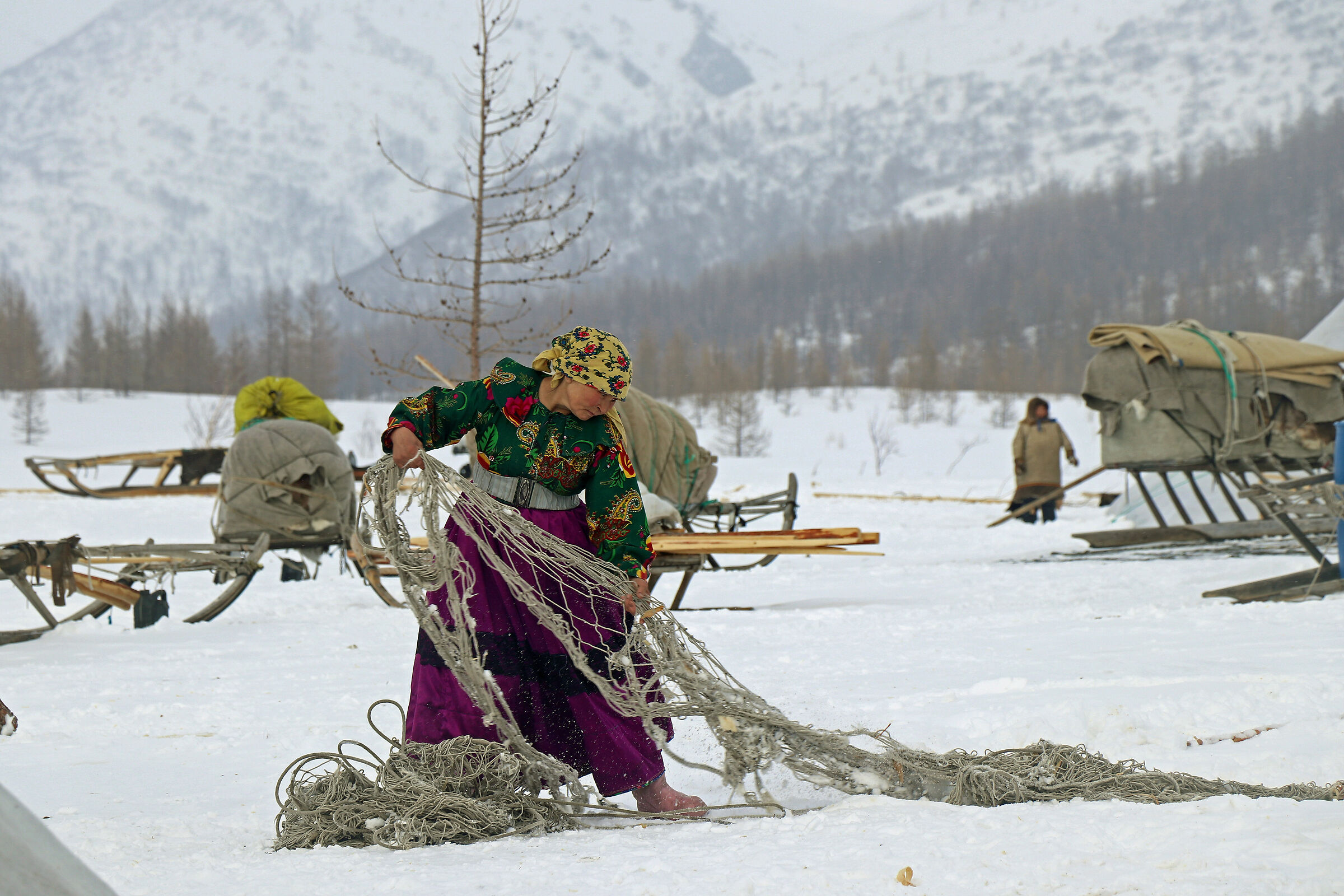 Nomad Nenet at work