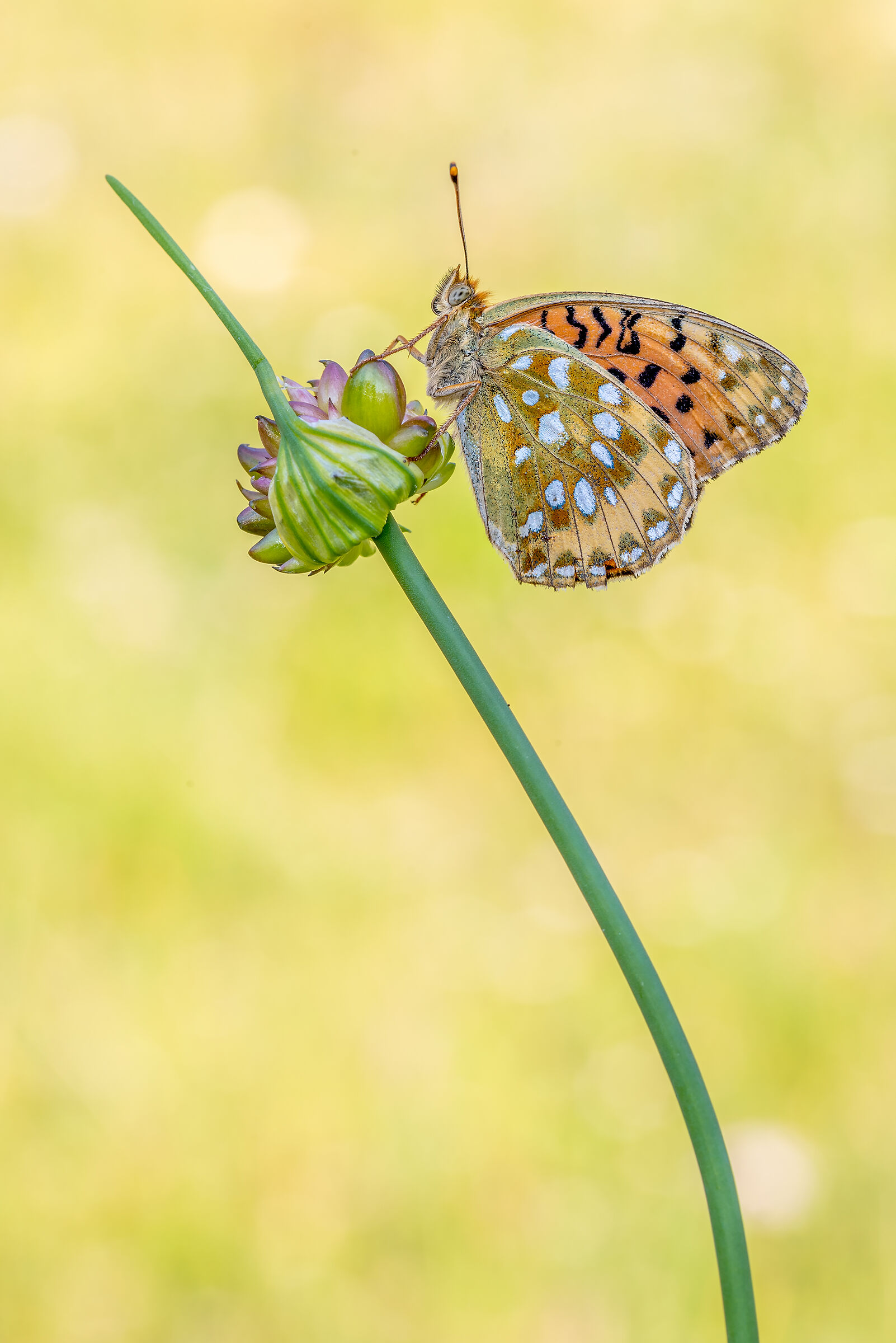 Argynnis aglaja