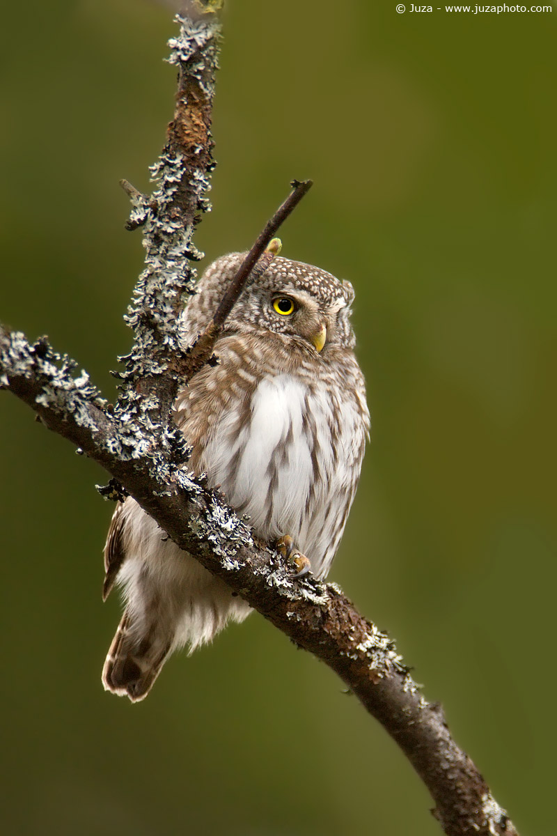 Glaucidium passerinum (Civetta Nana), 009605