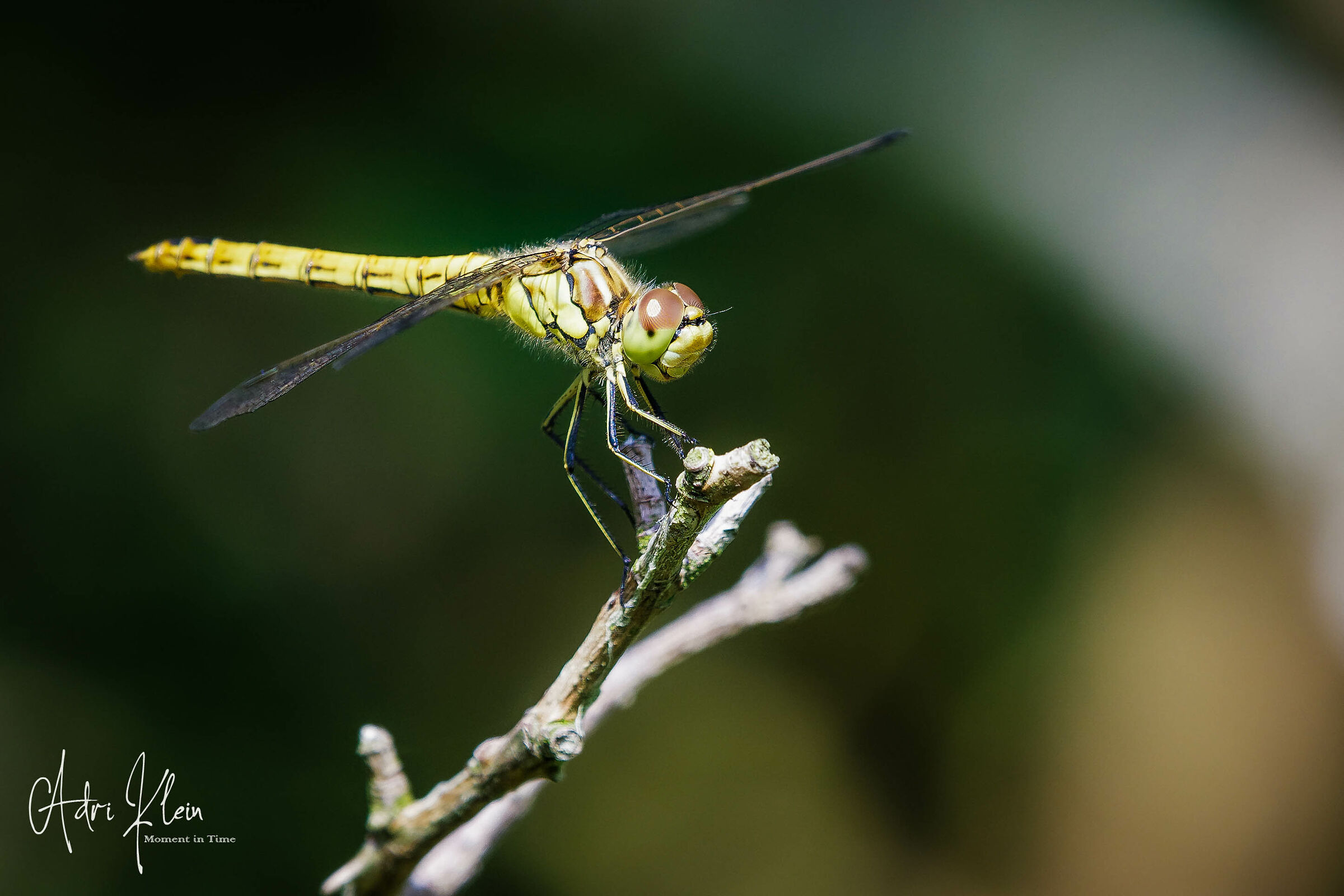 Dragonfly