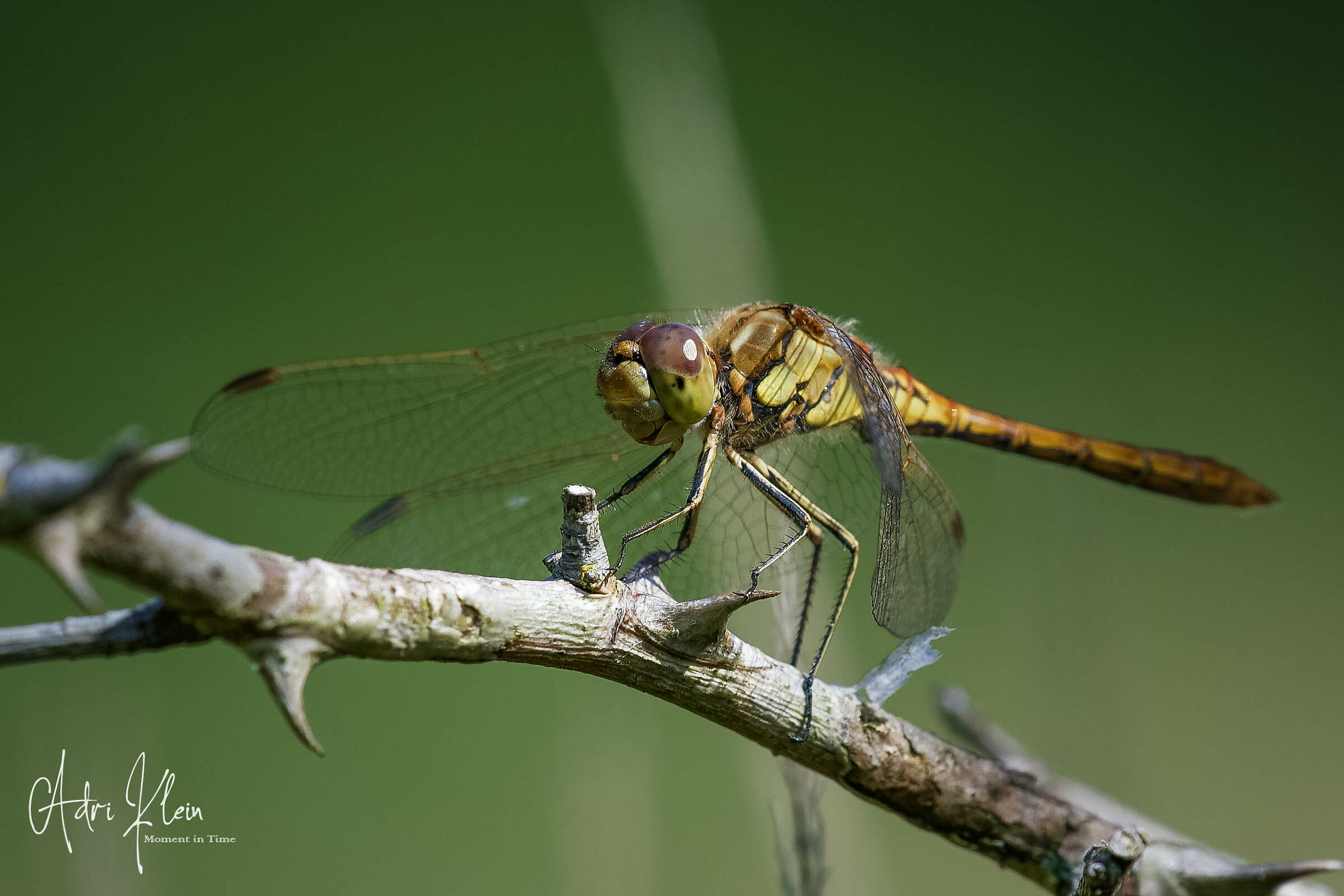 Dragonfly