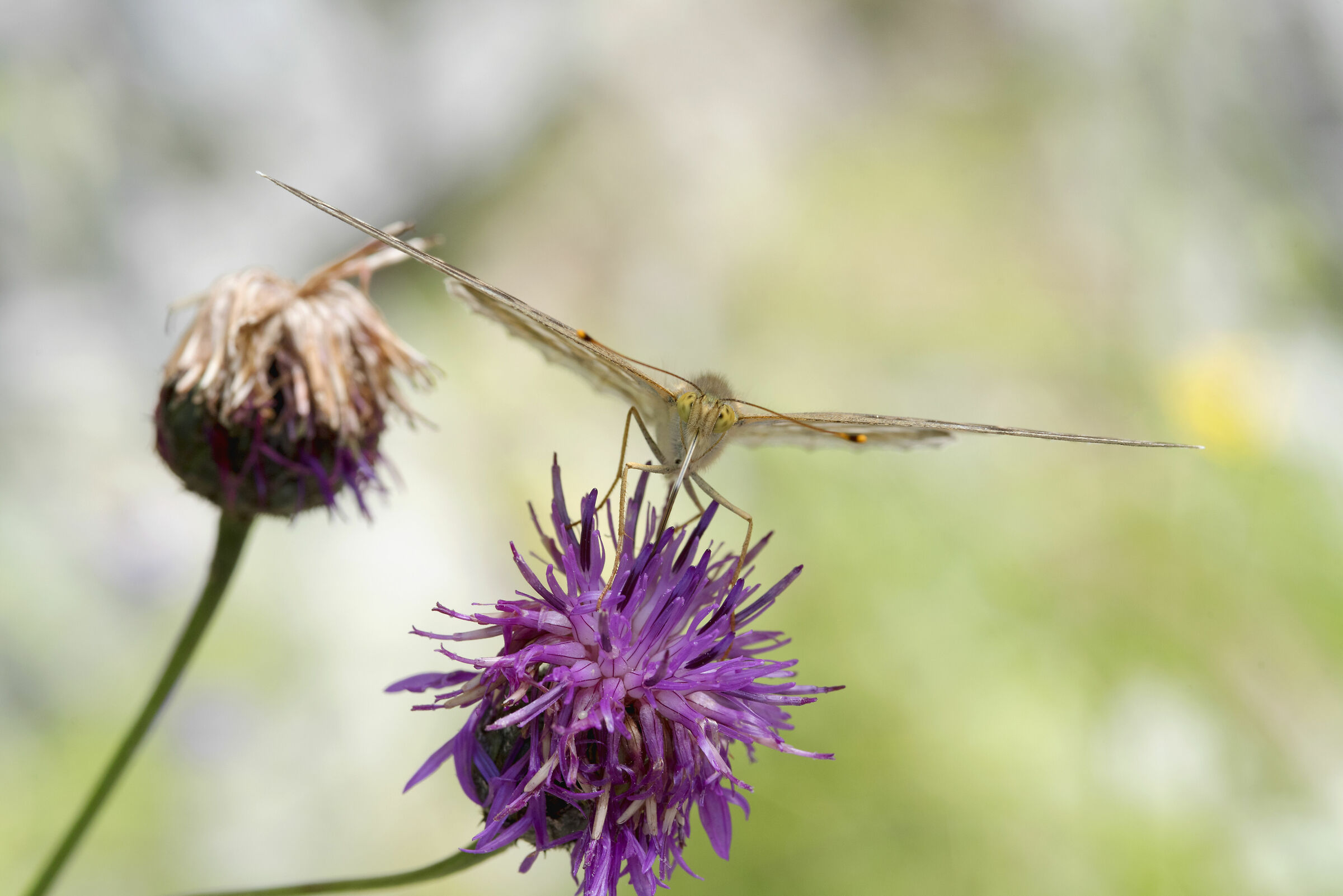 Paphia argynnis