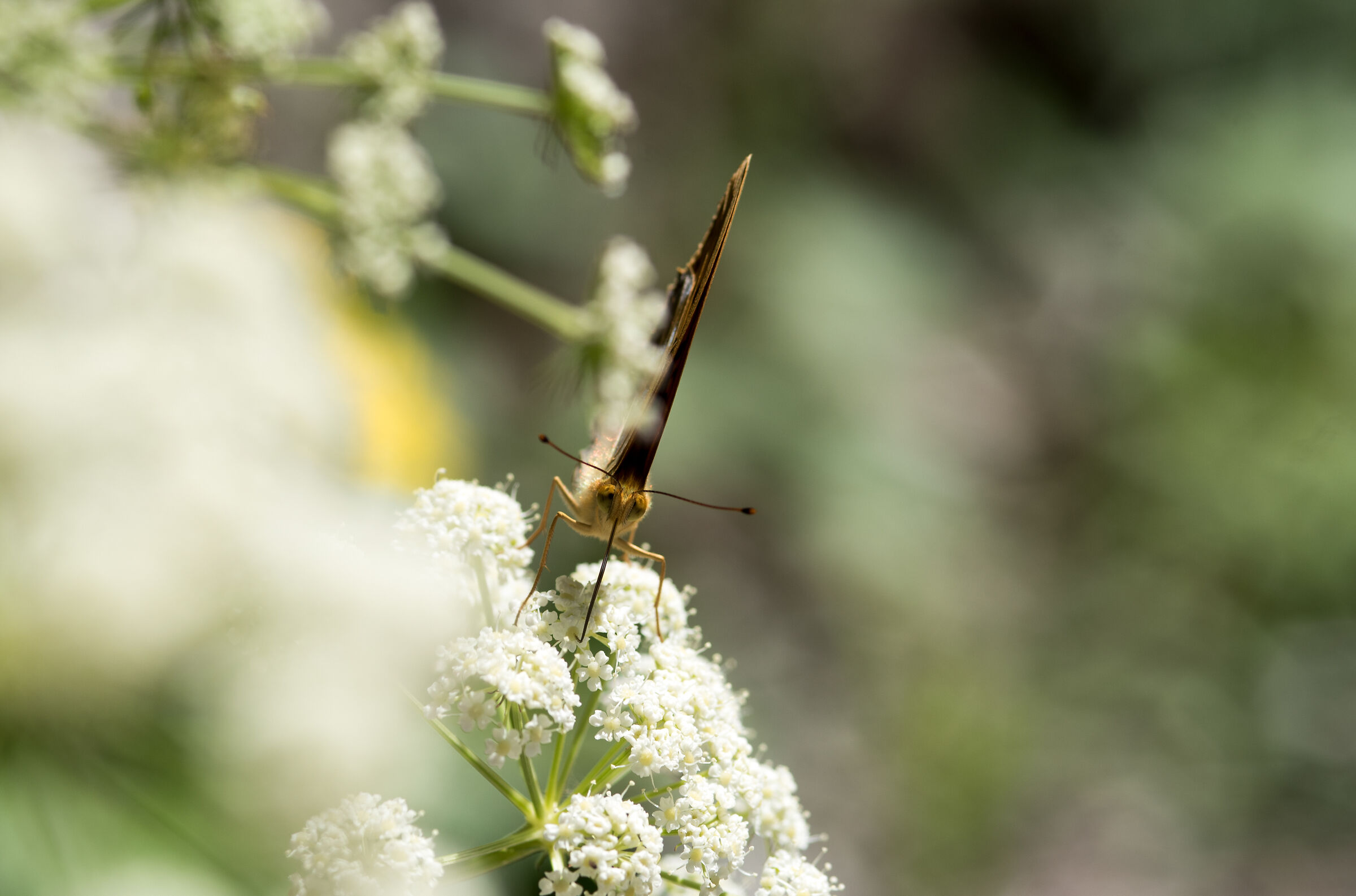 Paphia argynnis
