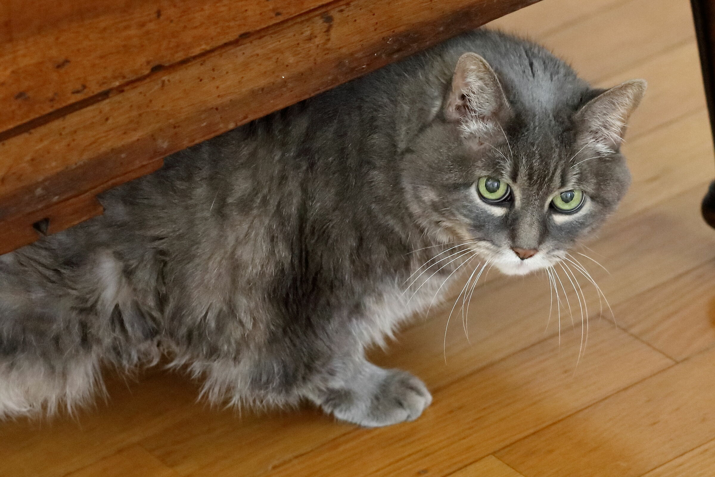 la reginetta di casa