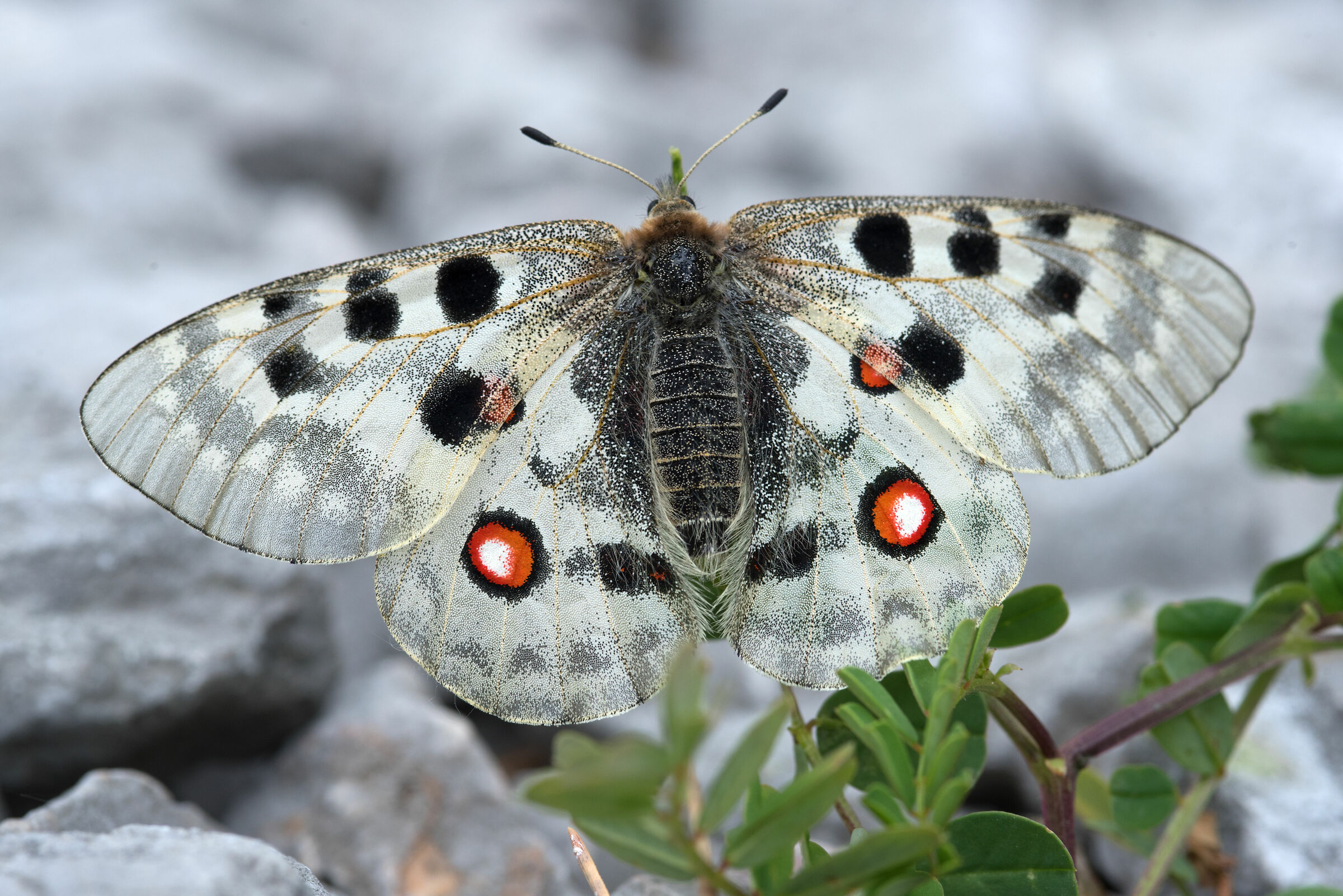 Apollo Parnassius