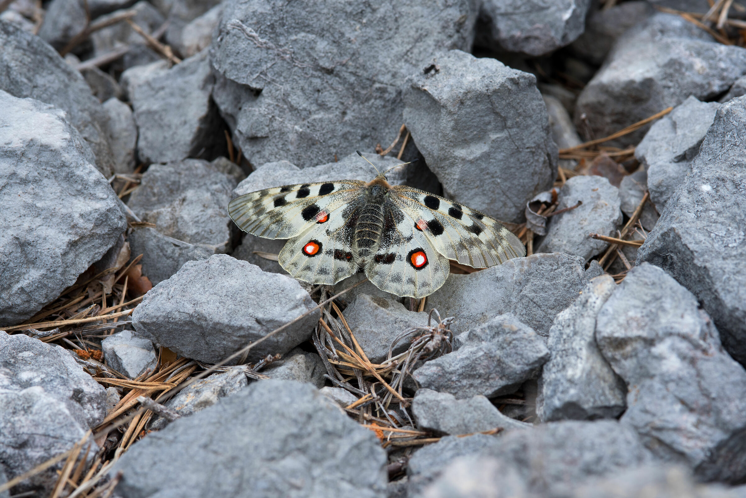 Parnassius apollo