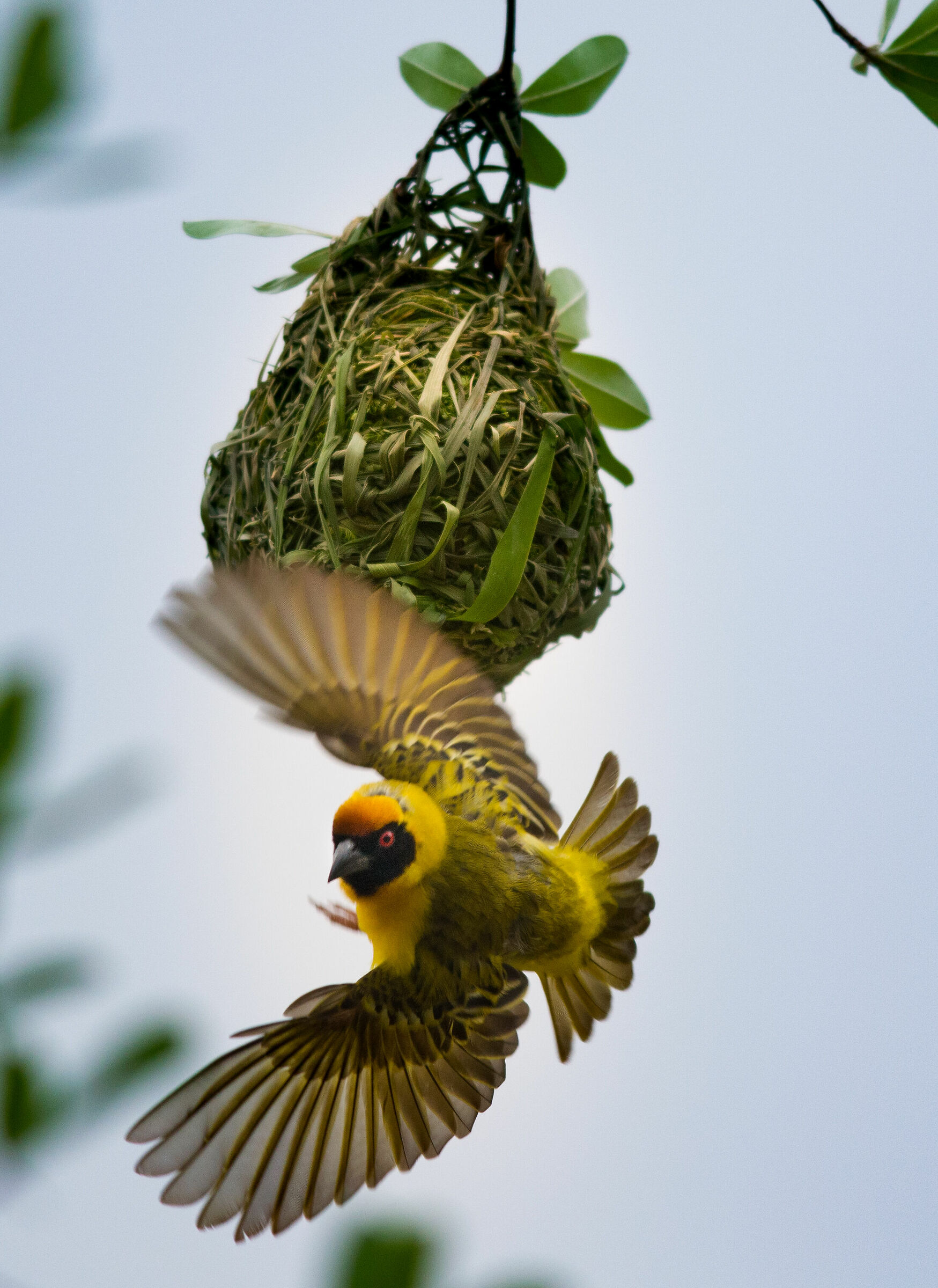 Masked Weaver