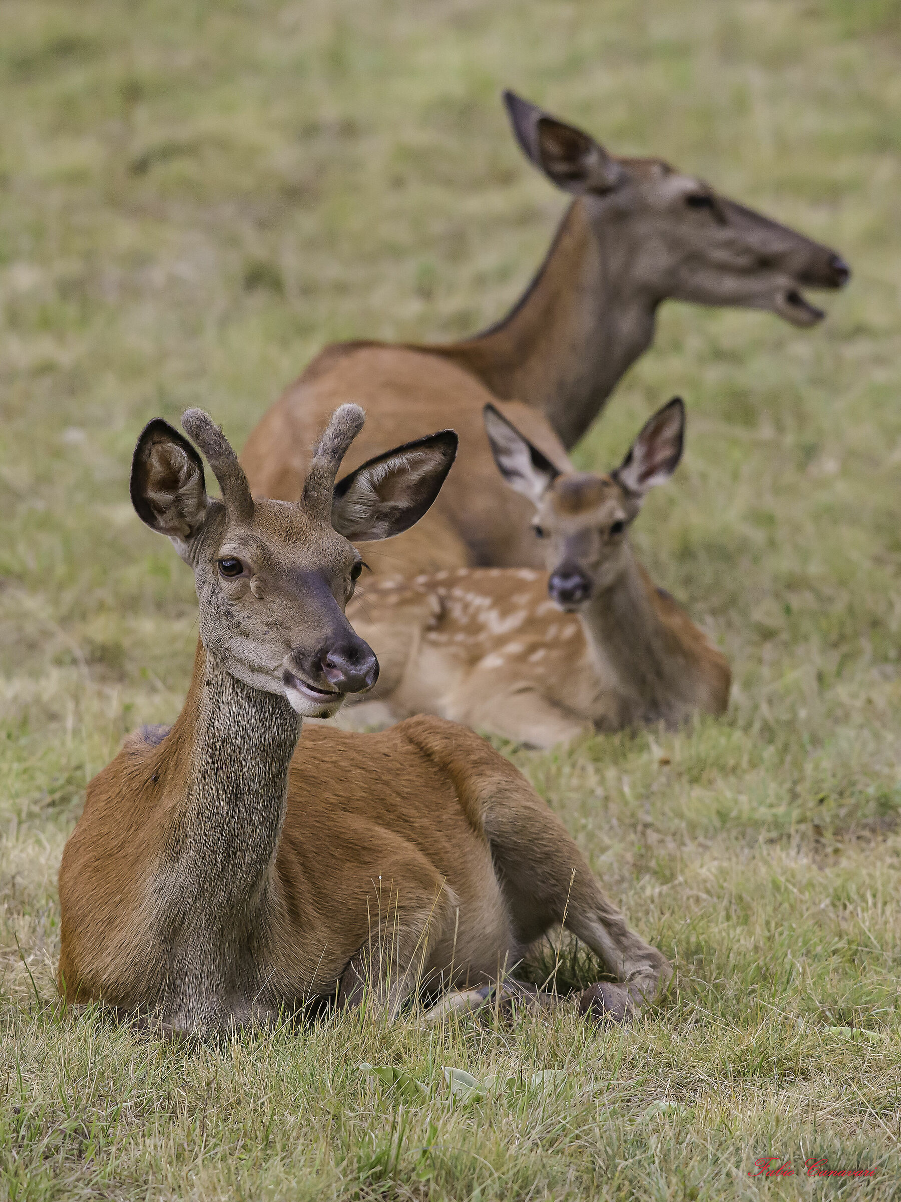 Young deer