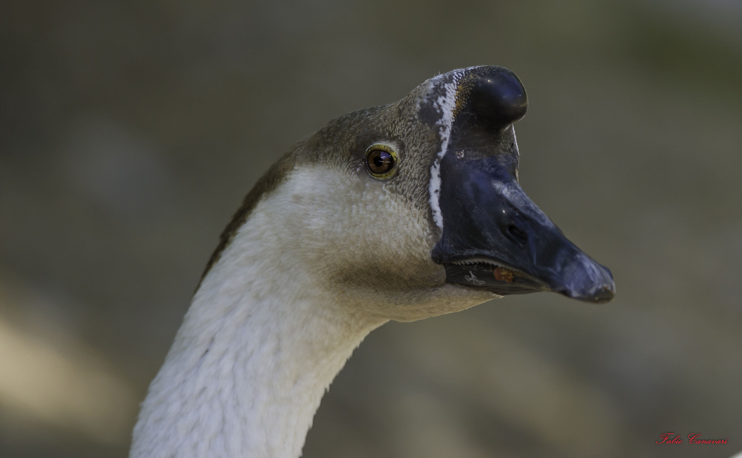 Tula or horned goose