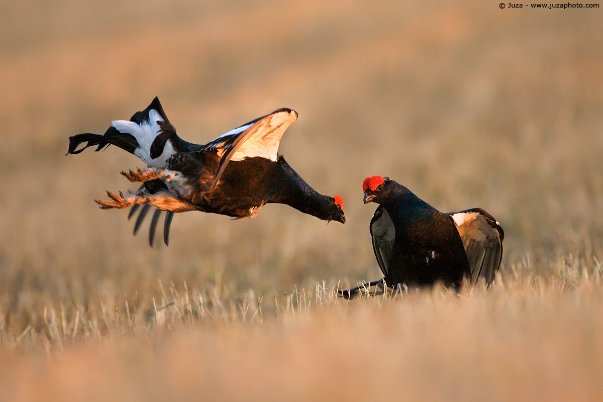 Lyrurus tetrix (Gallo Forcello), 009646