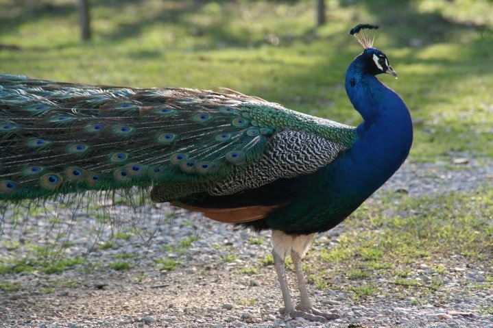 Peacock
