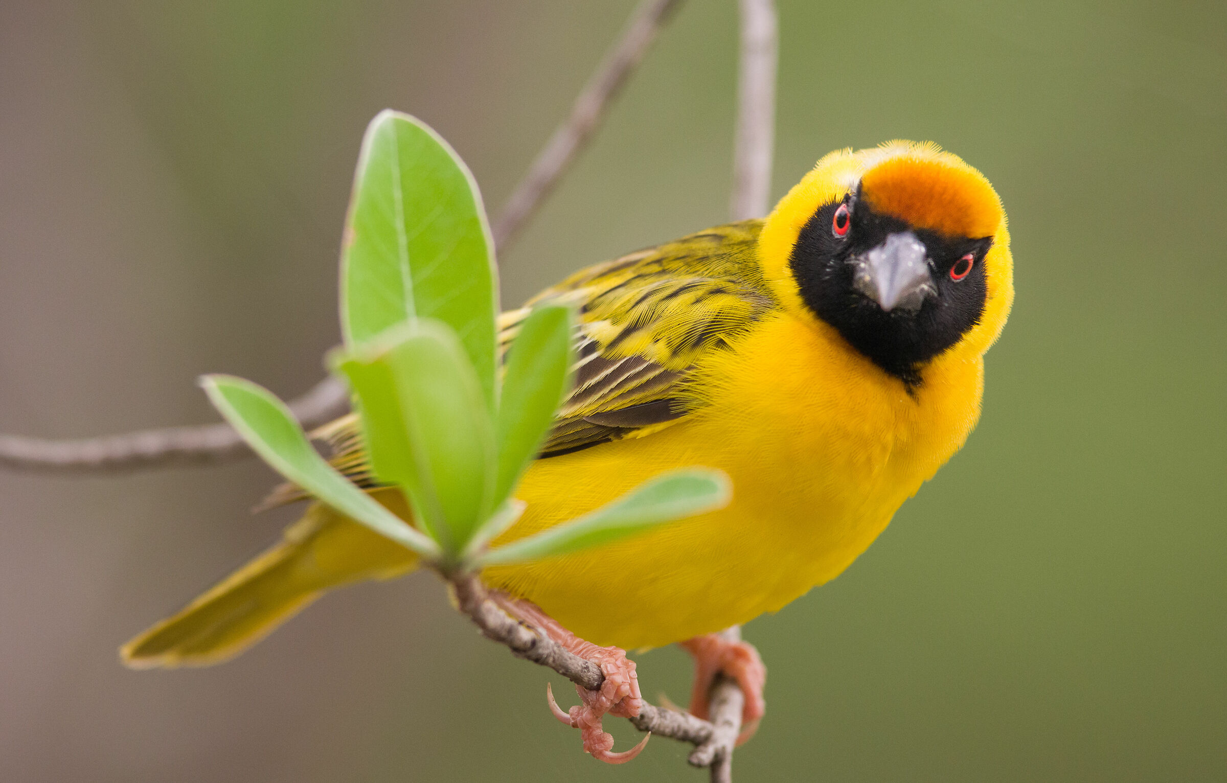 African masked weaver bird