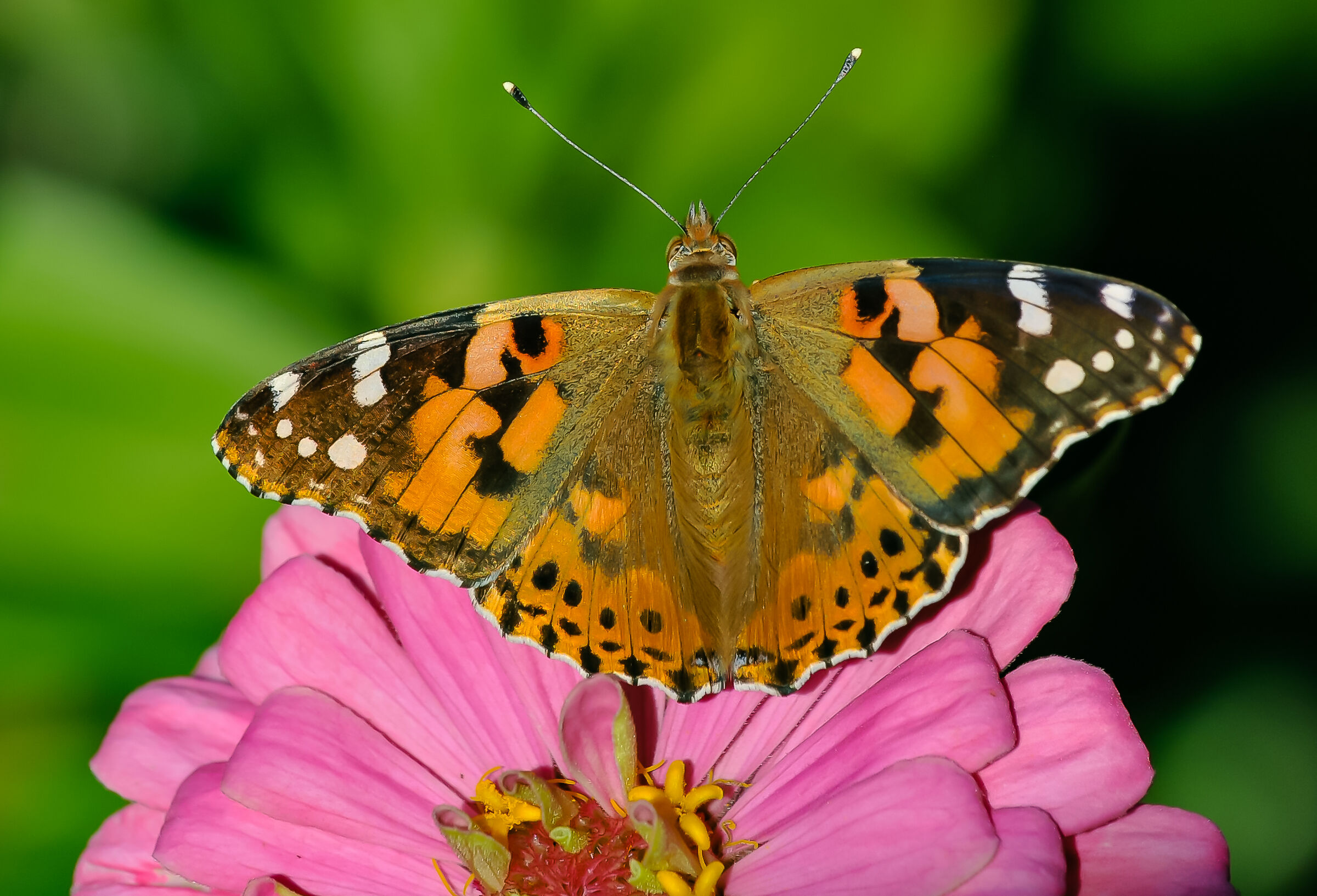 The Vanessa of thistle