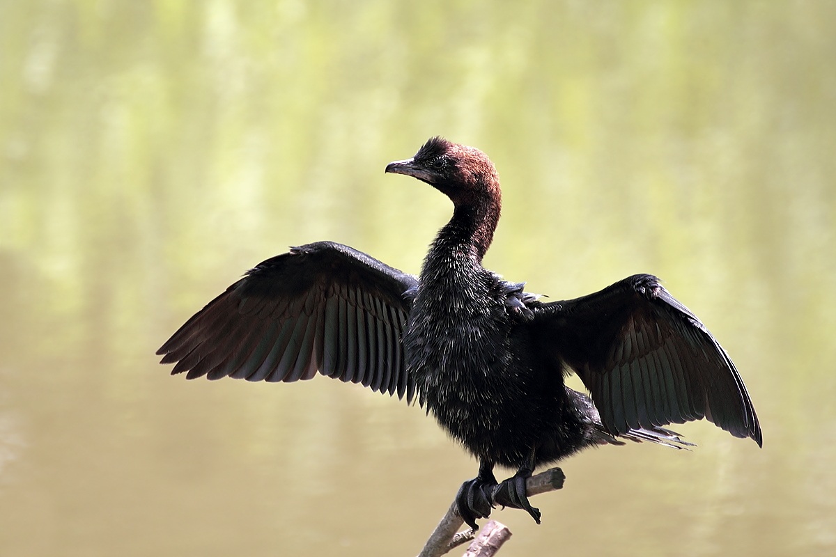 Pygmy Cormorant