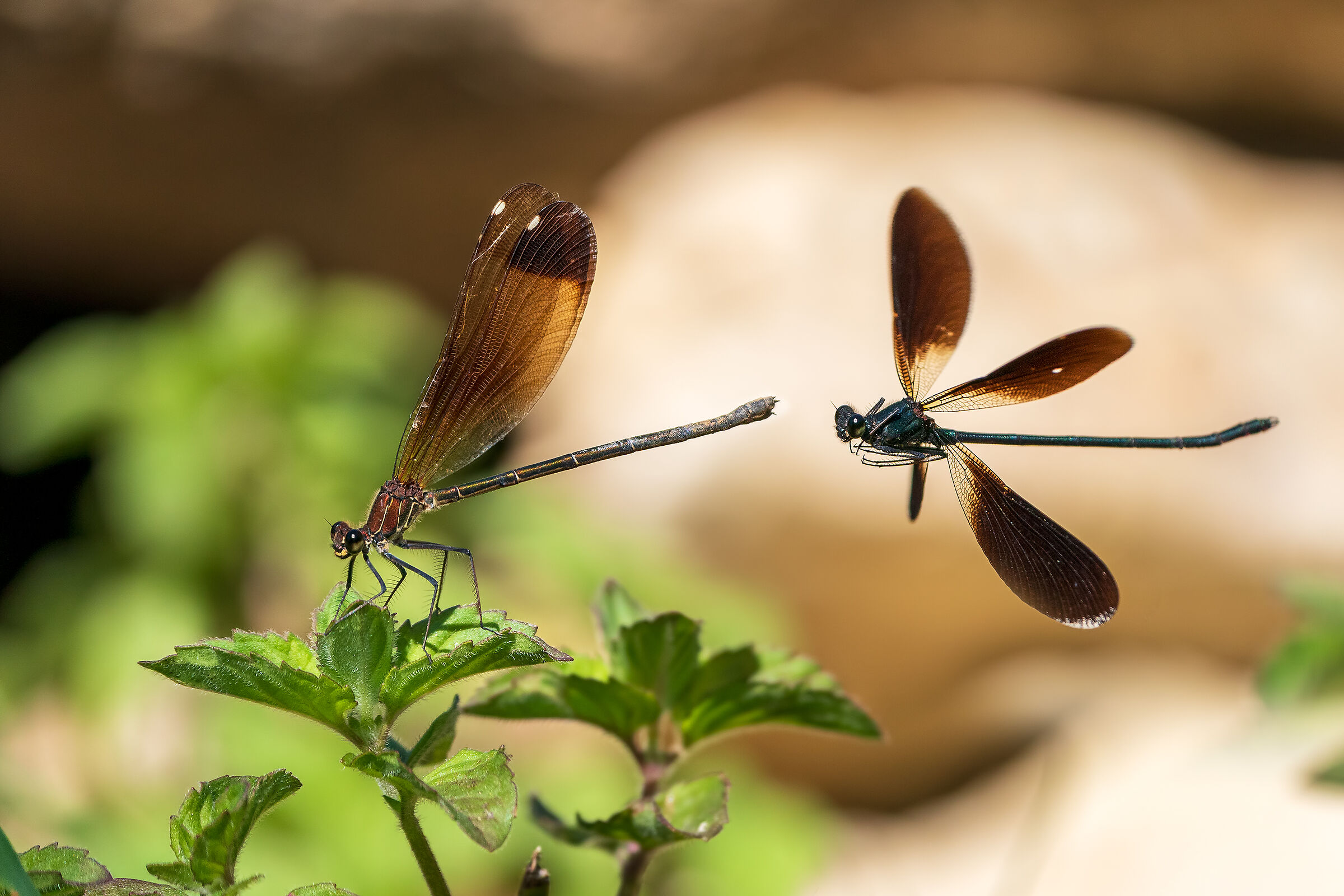 Corteggiamento di Calopteryx haemorroidalis