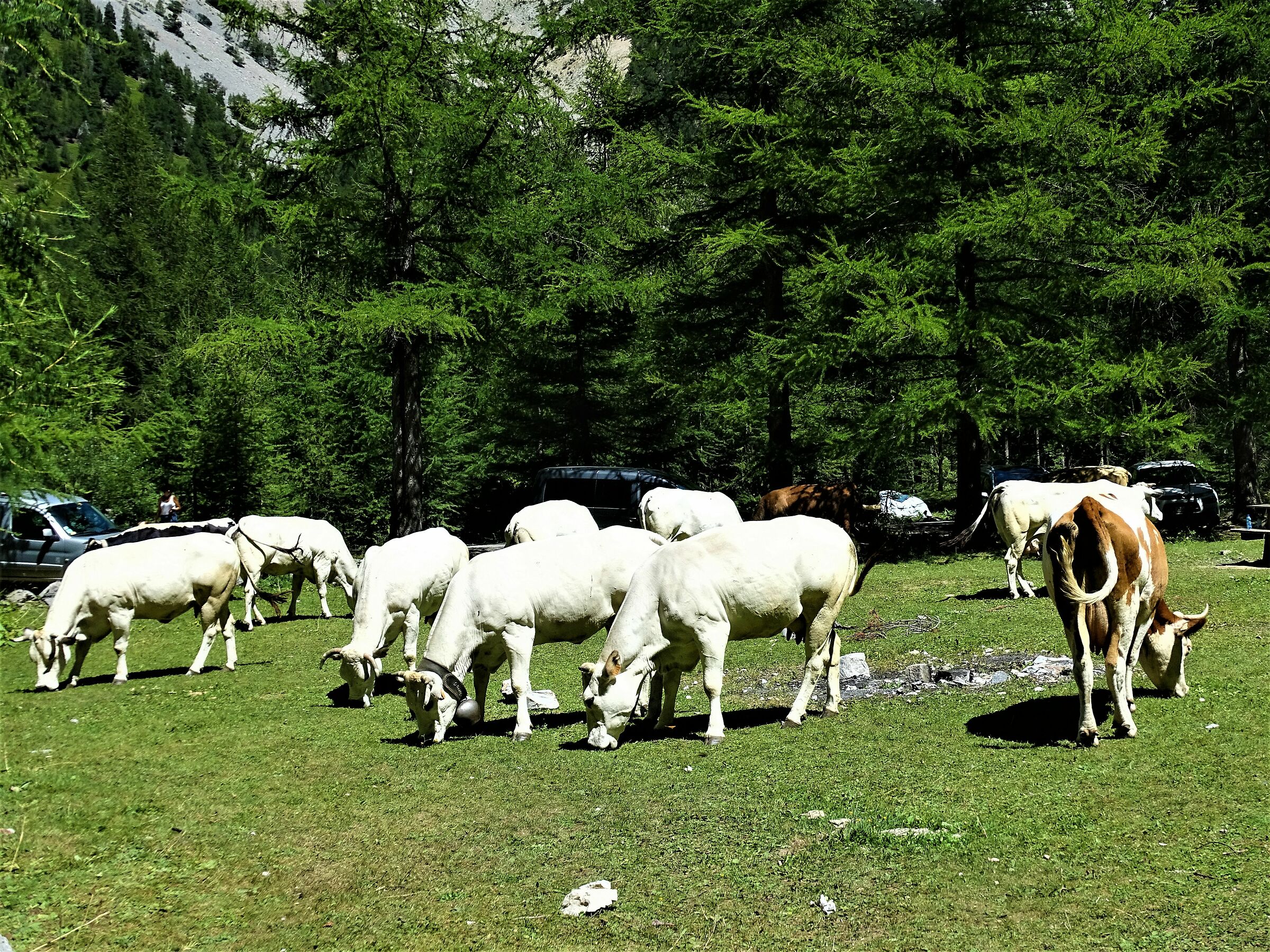 mucche al pascolo in montagna